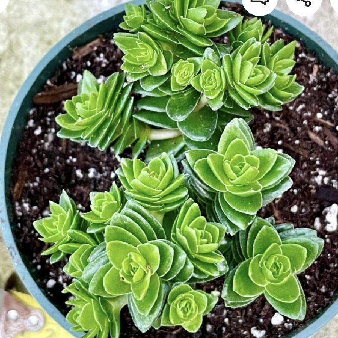 Photo of the plant species Crassula 'Spiralis' by @LivelyWolfsbane named Cleopatra on Greg, the plant care app