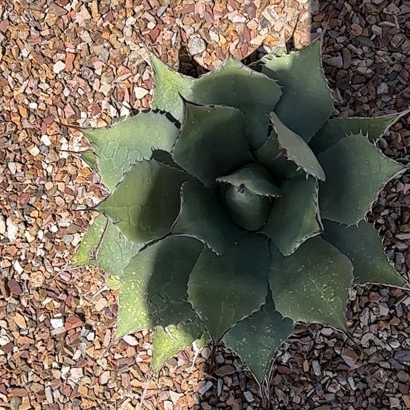 Top view of a healthy Coastal Agave plant with thick, fleshy leaves in a rosette pattern.