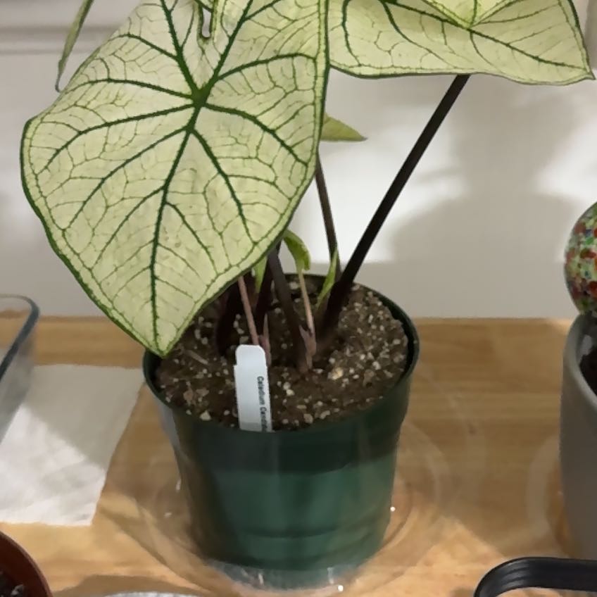 Photo of the plant species Caladium White Wonder by @AnewJerseytea named Angel wings on Greg, the plant care app