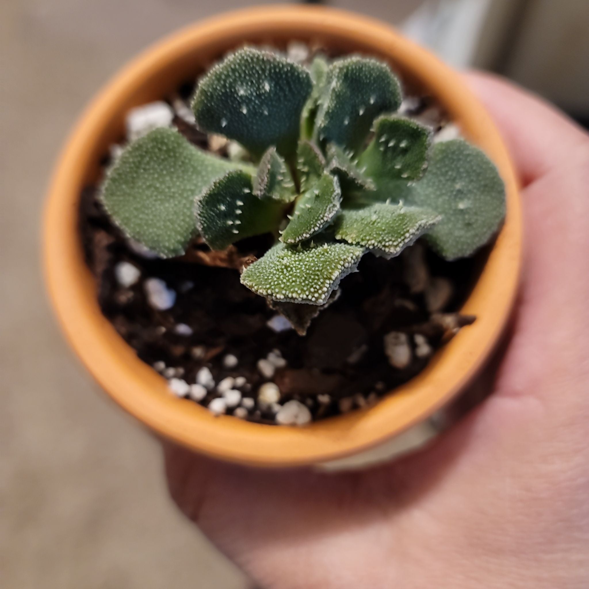 Plant care for Desert Horse Purslane on Greg, the plant care app