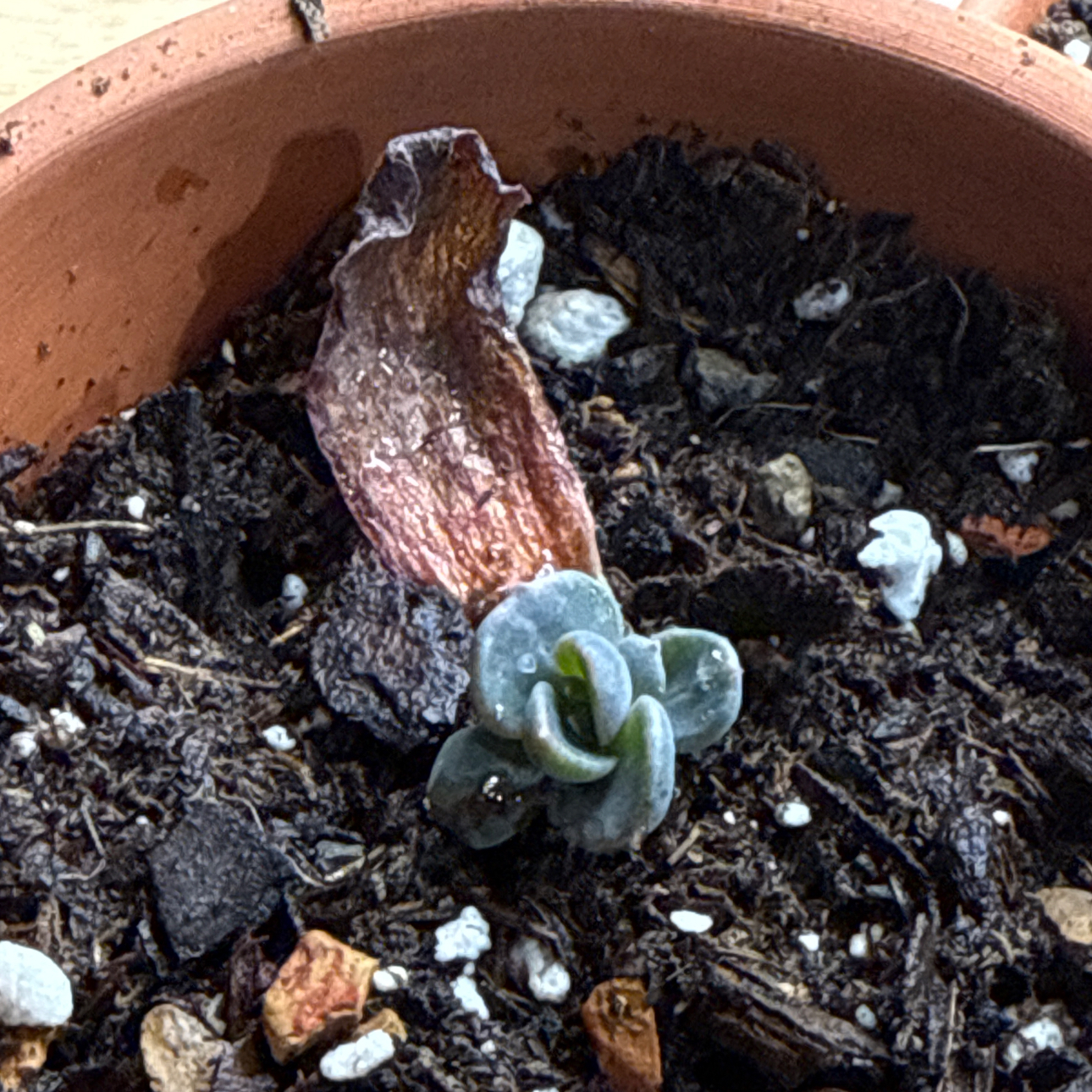 Photo of the plant species Dark Moon by @SurefireChamise named Baby Boo on Greg, the plant care app