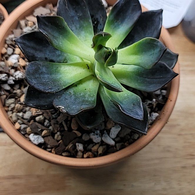 Photo of the plant species Dark Moon by @SurefireChamise named Orlando Bloom on Greg, the plant care app