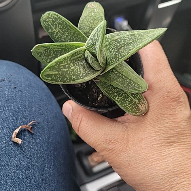 Photo of the plant species 'Little Warty' by @SurefireChamise named Cleopatra on Greg, the plant care app