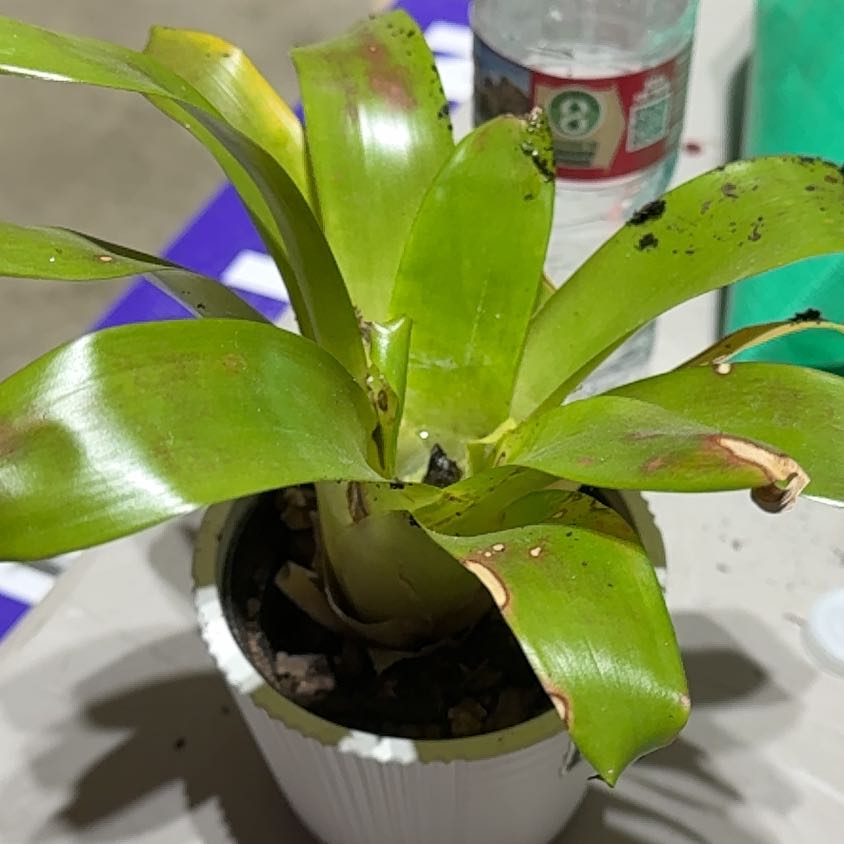 Photo of the plant species Darth Vader Bromiliad by @SurefireChamise named Apollo on Greg, the plant care app