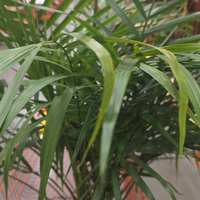 Photo of the plant species Queen Palm by @MeekVaccaria named Willow on Greg, the plant care app