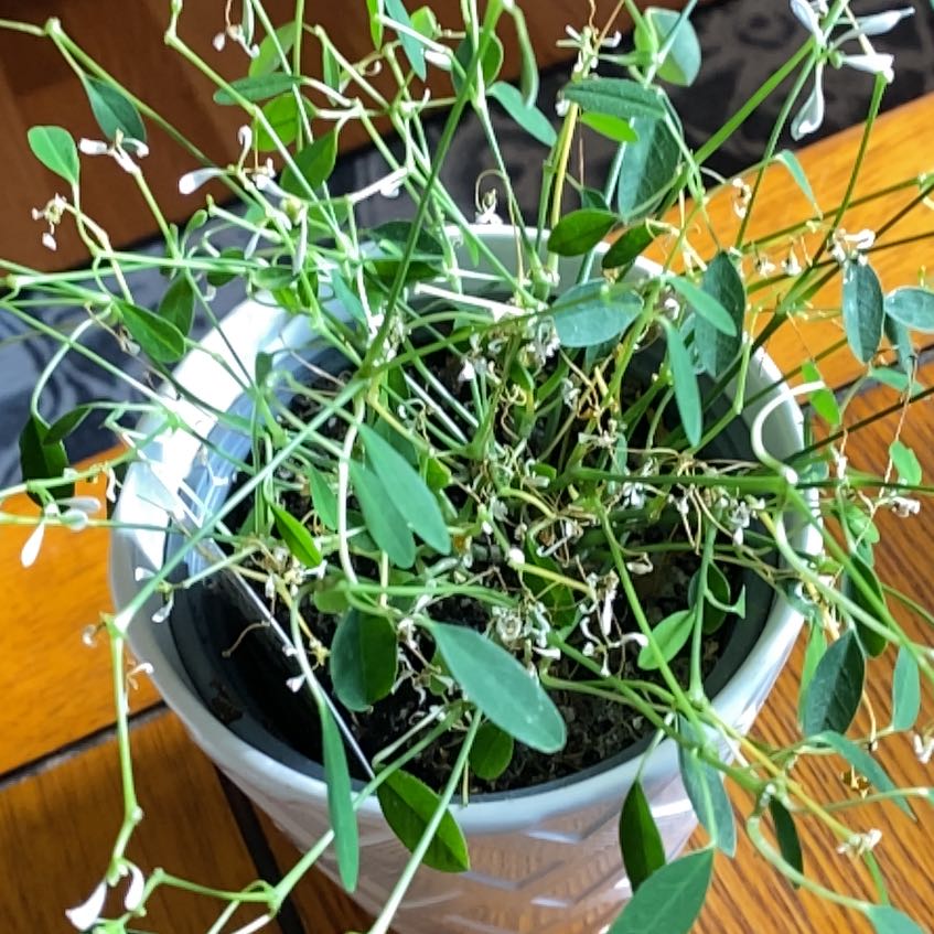 Photo of the plant species Euphorbia 'Diamond Frost' by @LittlePlantMama named Messi on Greg, the plant care app