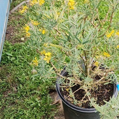 Photo of the plant species Spreading Bladderpod by @UniqueRosilla named Halona on Greg, the plant care app