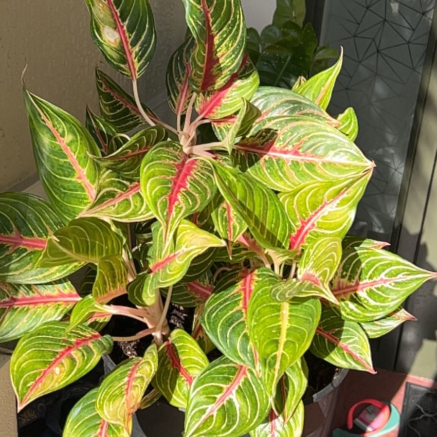 Photo of the plant species Bloodleaf Plant by @NobleDuncecap named Marley on Greg, the plant care app