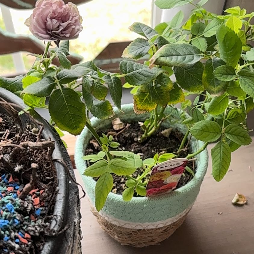 Photo of the plant species Multiflora Rose by @JovialHardykiwi named Mollie on Greg, the plant care app