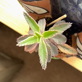 Photo of the plant species Houghton's Hybrid by @JovialHardykiwi named Tree Diddy on Greg, the plant care app
