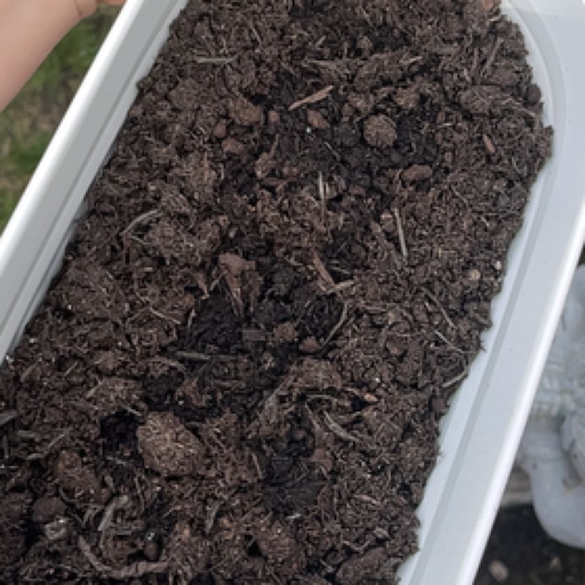 Photo of the plant species Baby Carrot by @SmoothFlamevine named Sonora on Greg, the plant care app