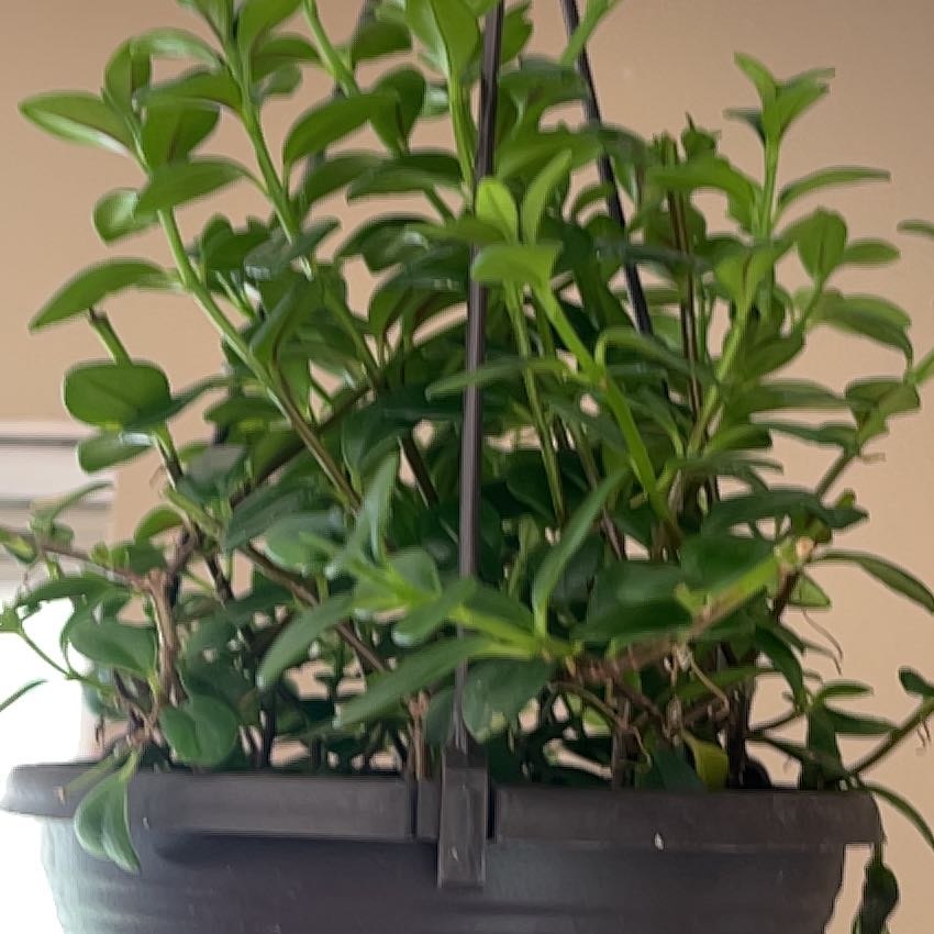 Photo of the plant species Black Goldfish Plant by @ClubbySwordbean named Gobi on Greg, the plant care app
