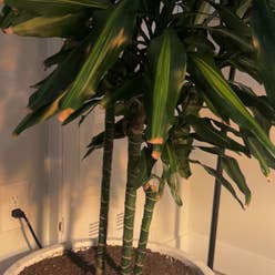 Dracaena Cintho plant
