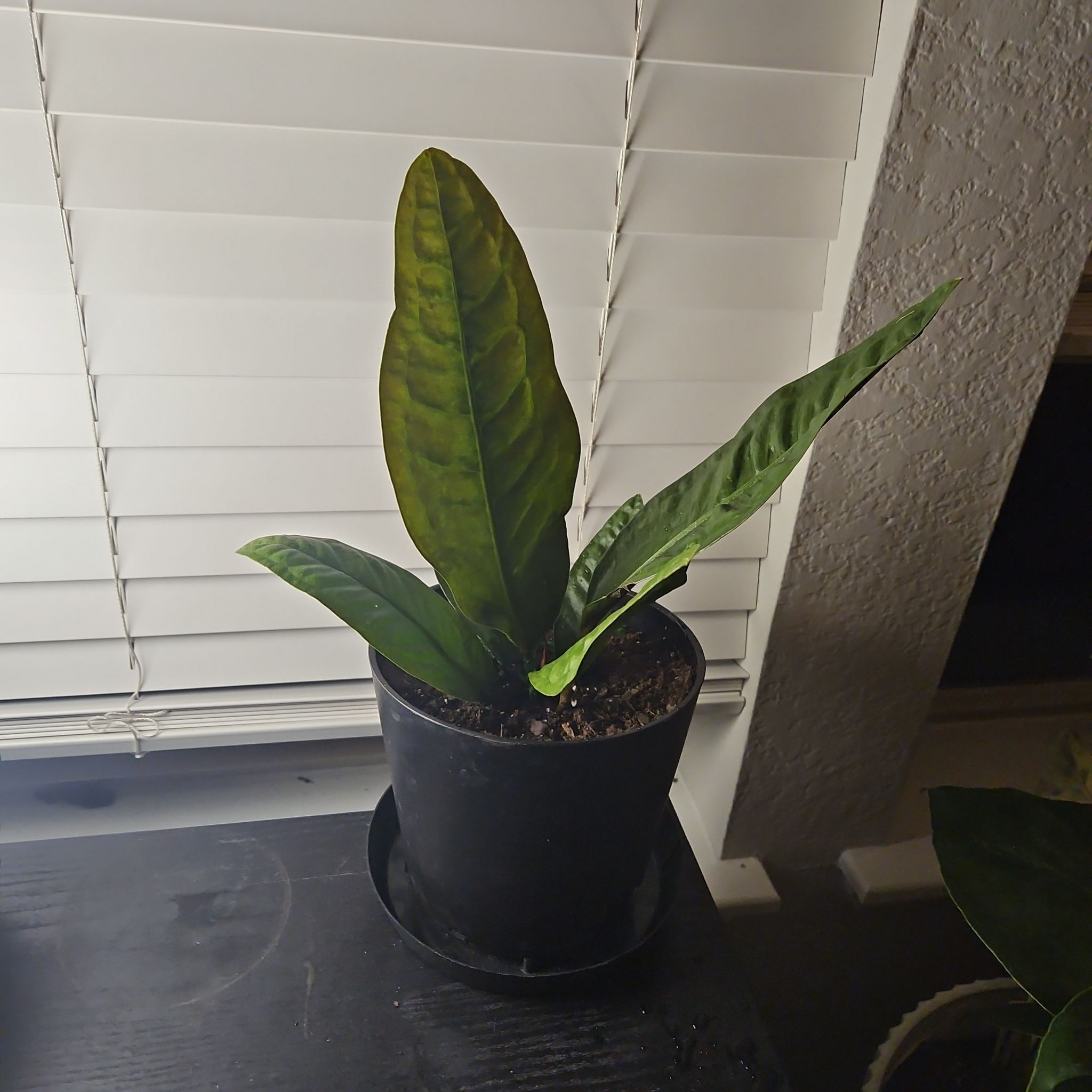 Anthurium superbum plant in a pot with some yellowing and browning leaves, placed near a window.