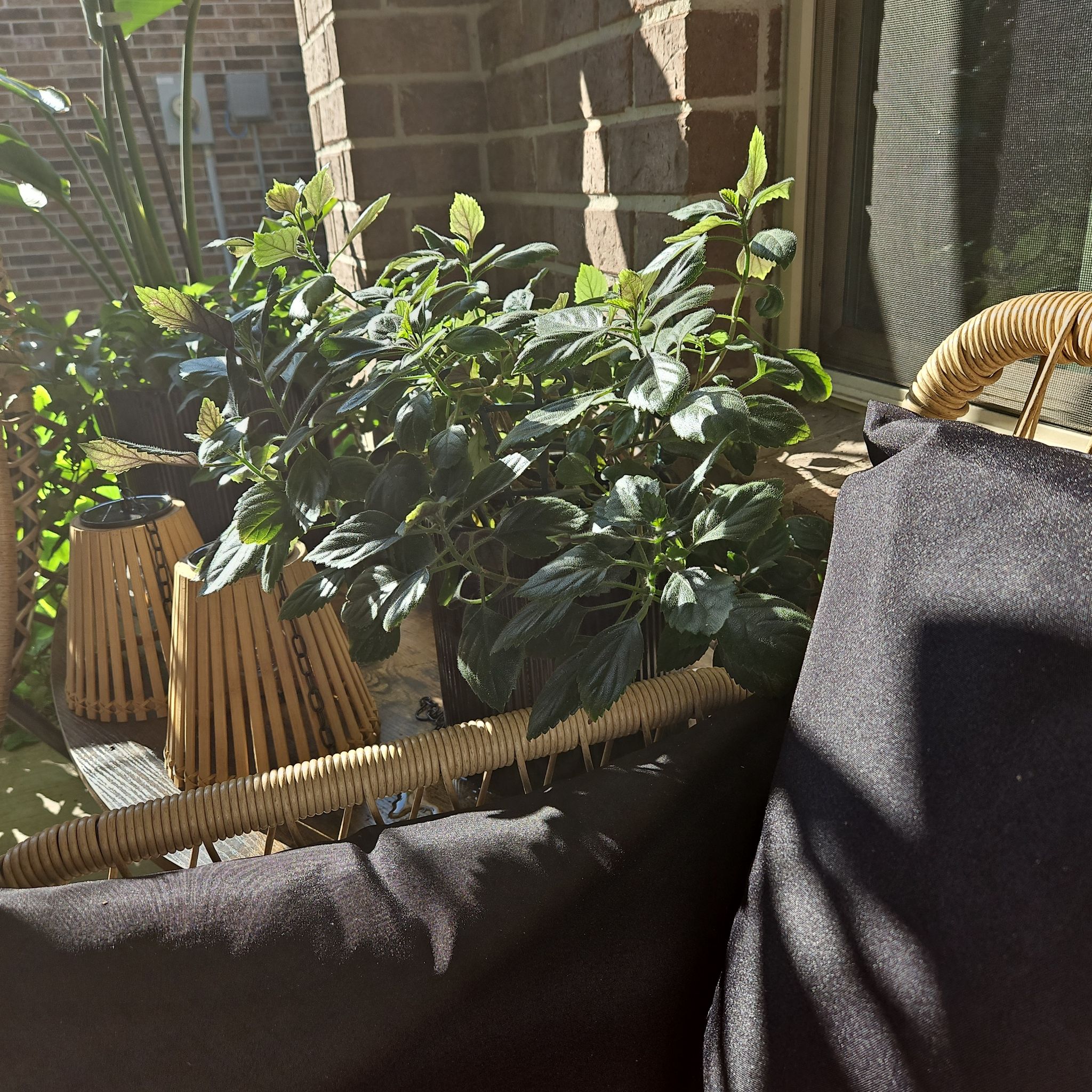 A healthy Mona Lavender plant on a sunlit patio with dark green leaves.