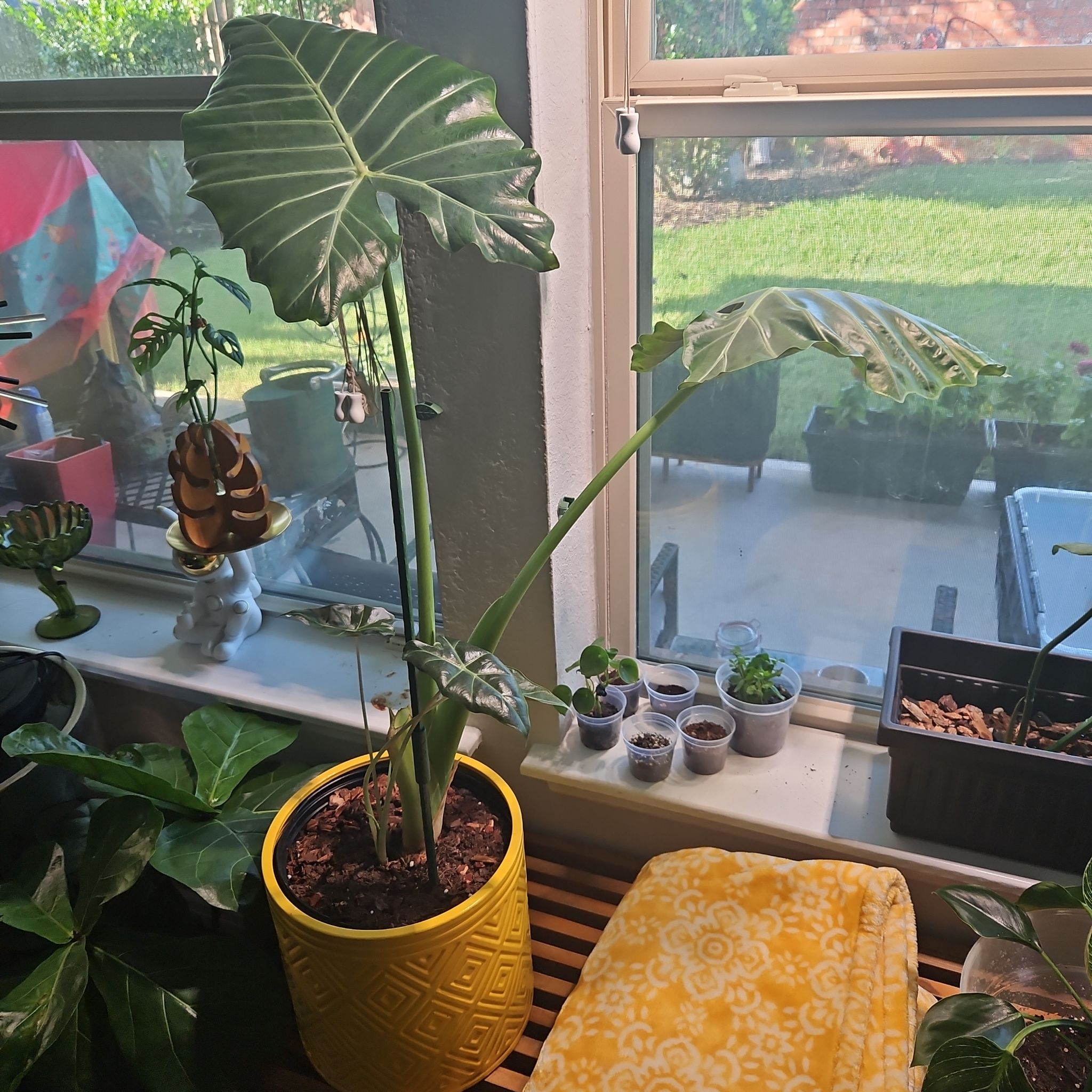 Photo of the plant species Elephant Ear by @AffableFantasy named Sonora on Greg, the plant care app