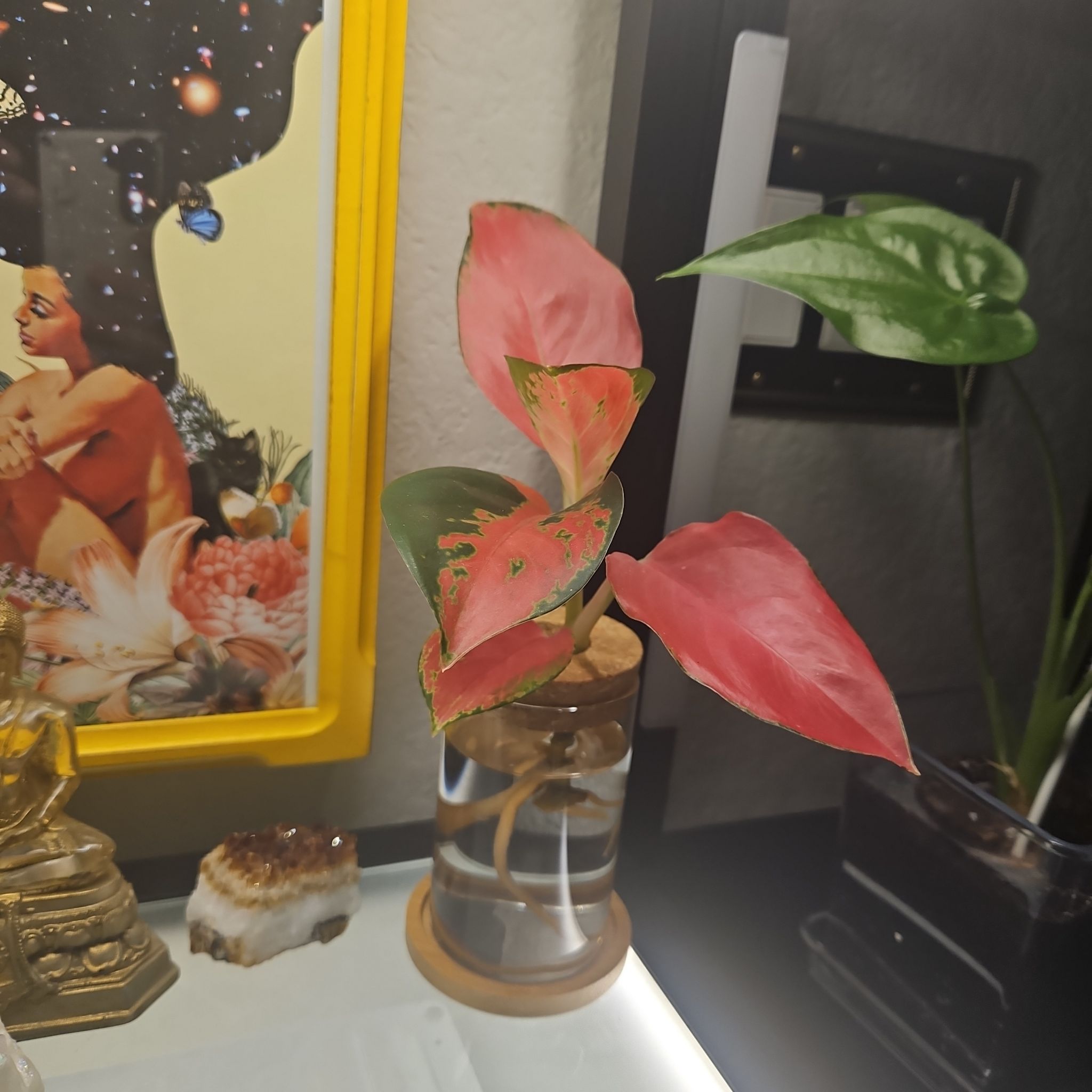 Photo of the plant species Chinese Evergreen 'Wishes' by @AffableFantasy named Princess Pinky on Greg, the plant care app