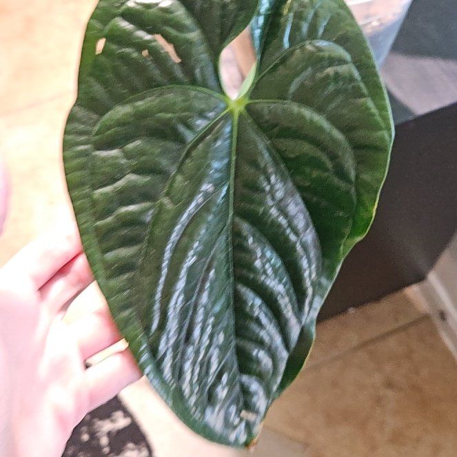 Photo of the plant species Anthurium Nigrolaminum Gigi by @AffableFantasy named Gigi on Greg, the plant care app