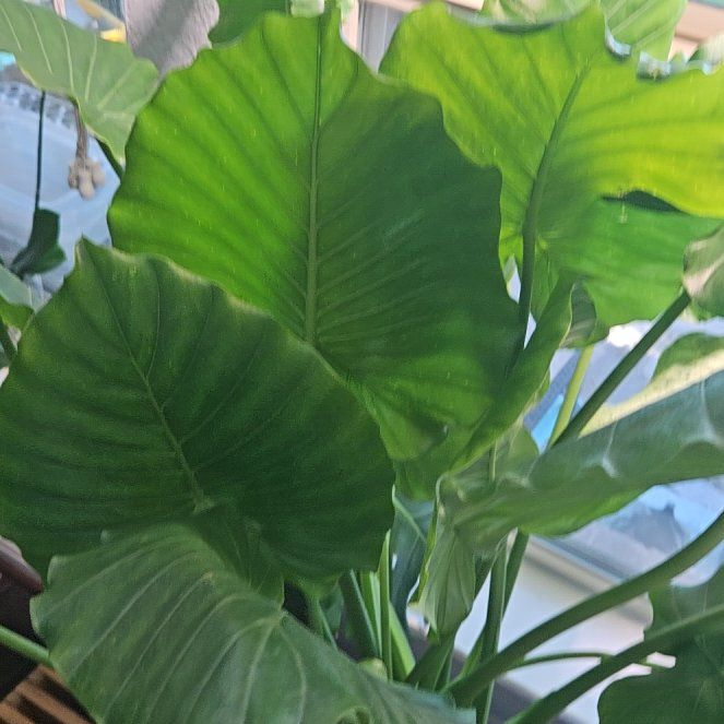 Photo of the plant species Alocasia gagaena 'California' by @AffableFantasy named Maya on Greg, the plant care app
