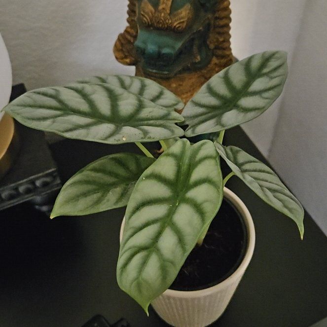 Photo of the plant species Alocasia Reginae Silver by @AffableFantasy named Silver Dragon on Greg, the plant care app