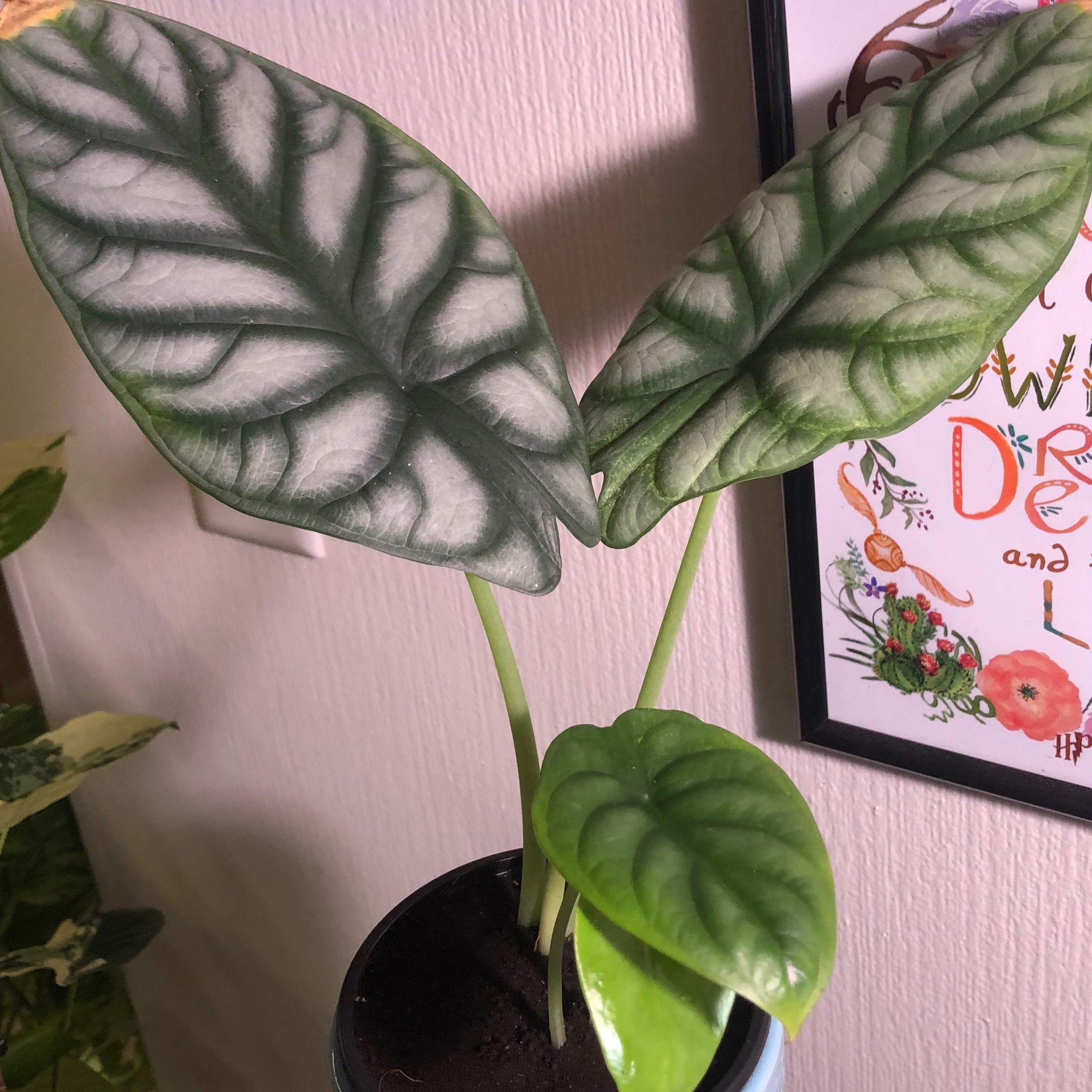 Silver Dragon plant with healthy leaves in a pot, well-framed and in focus.