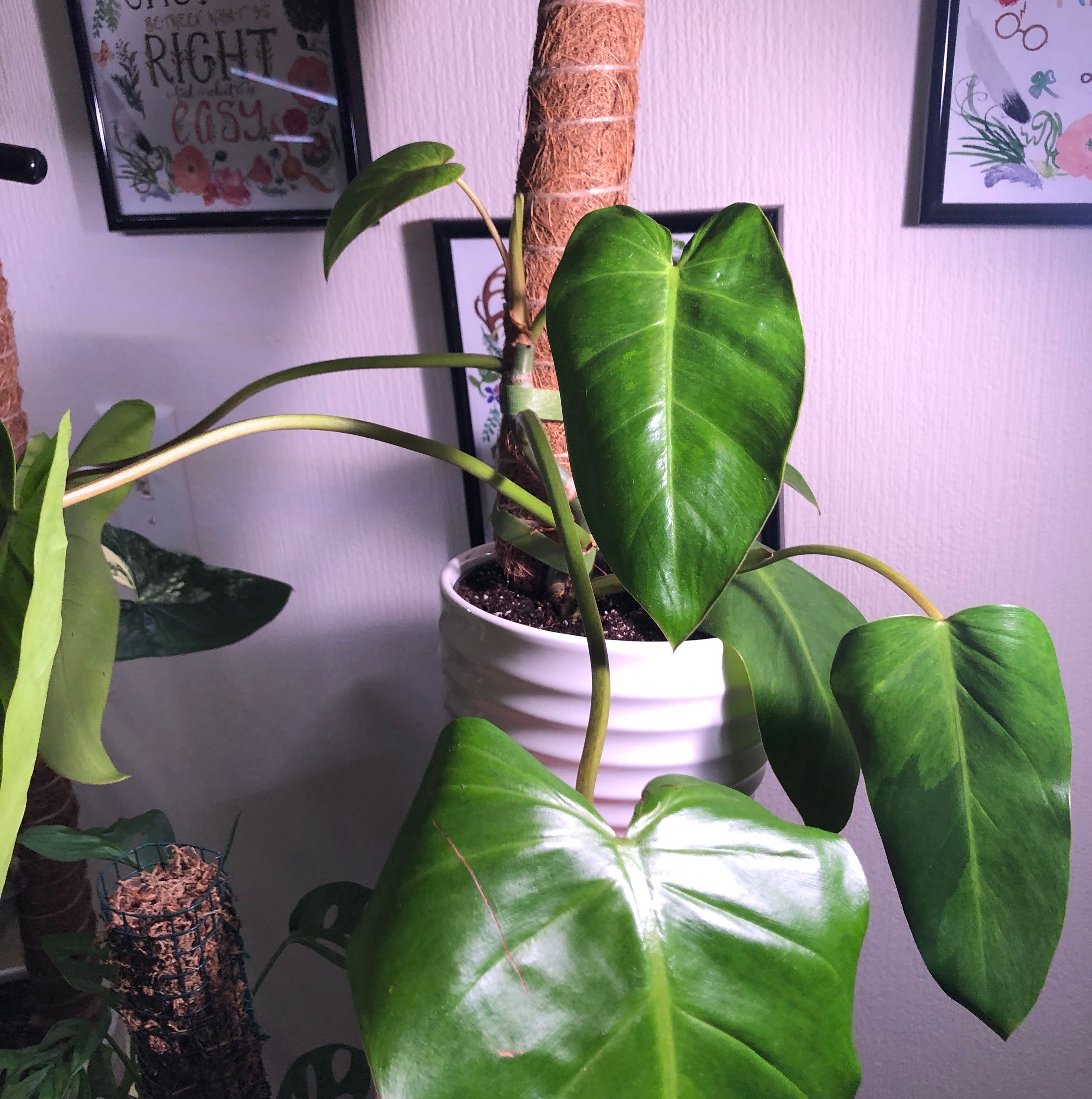 Philodendron 'Painted Lady' plant in a white pot with vibrant green leaves.