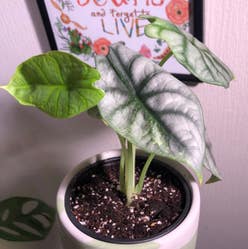 Alocasia Silver Dragon plant