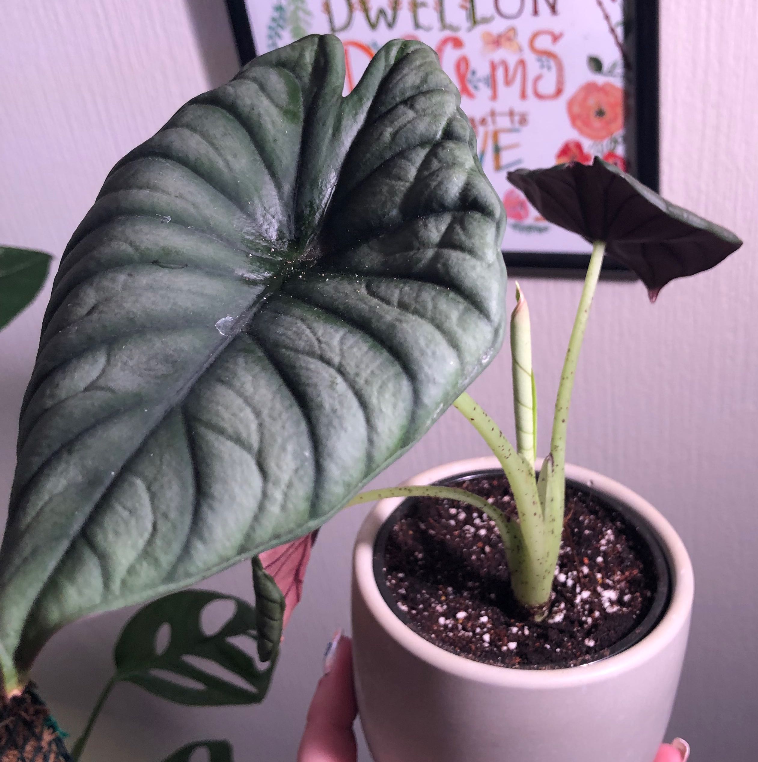 Alocasia nebula 'Imperialis' plant in a pot with healthy leaves and visible soil.
