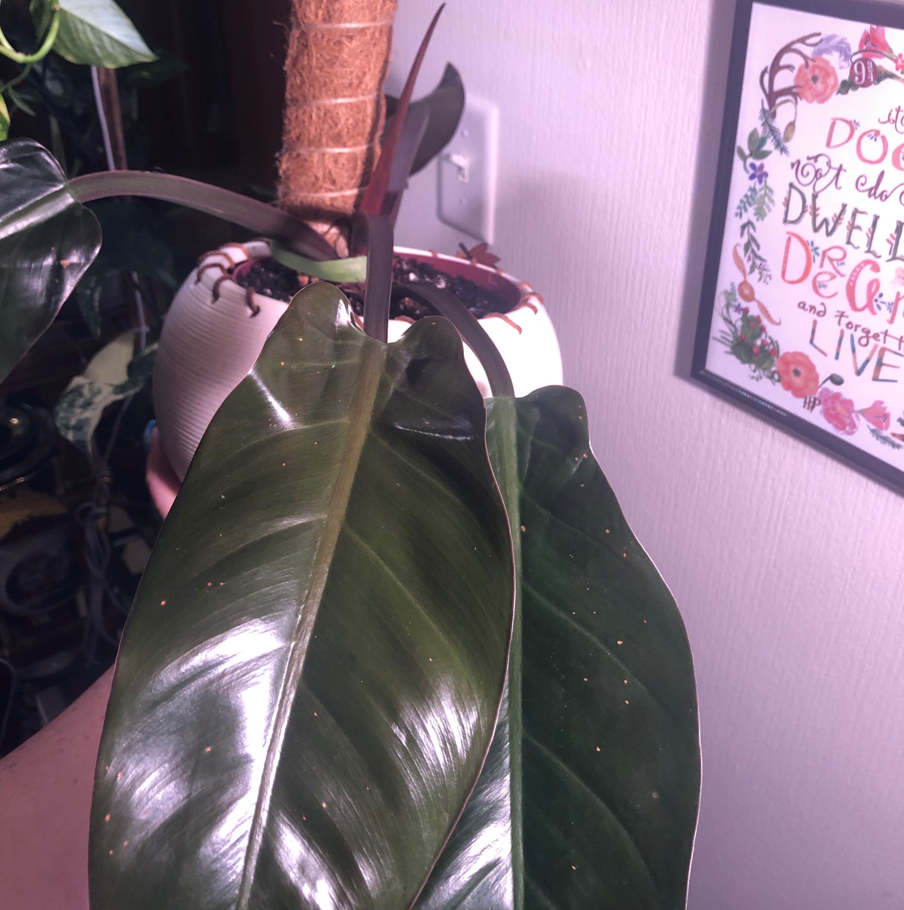 Philodendron 'Black Cardinal' with large, dark green leaves. Soil is visible.