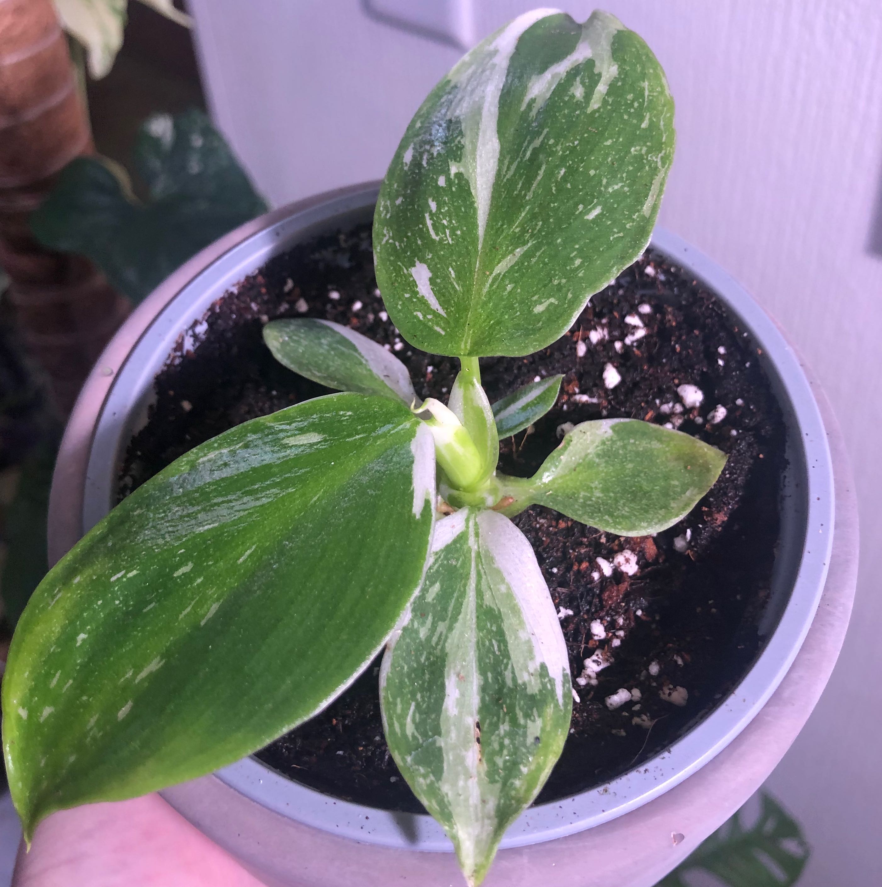 Philodendron 'White Wizard' plant in a pot with visible soil and variegated leaves.