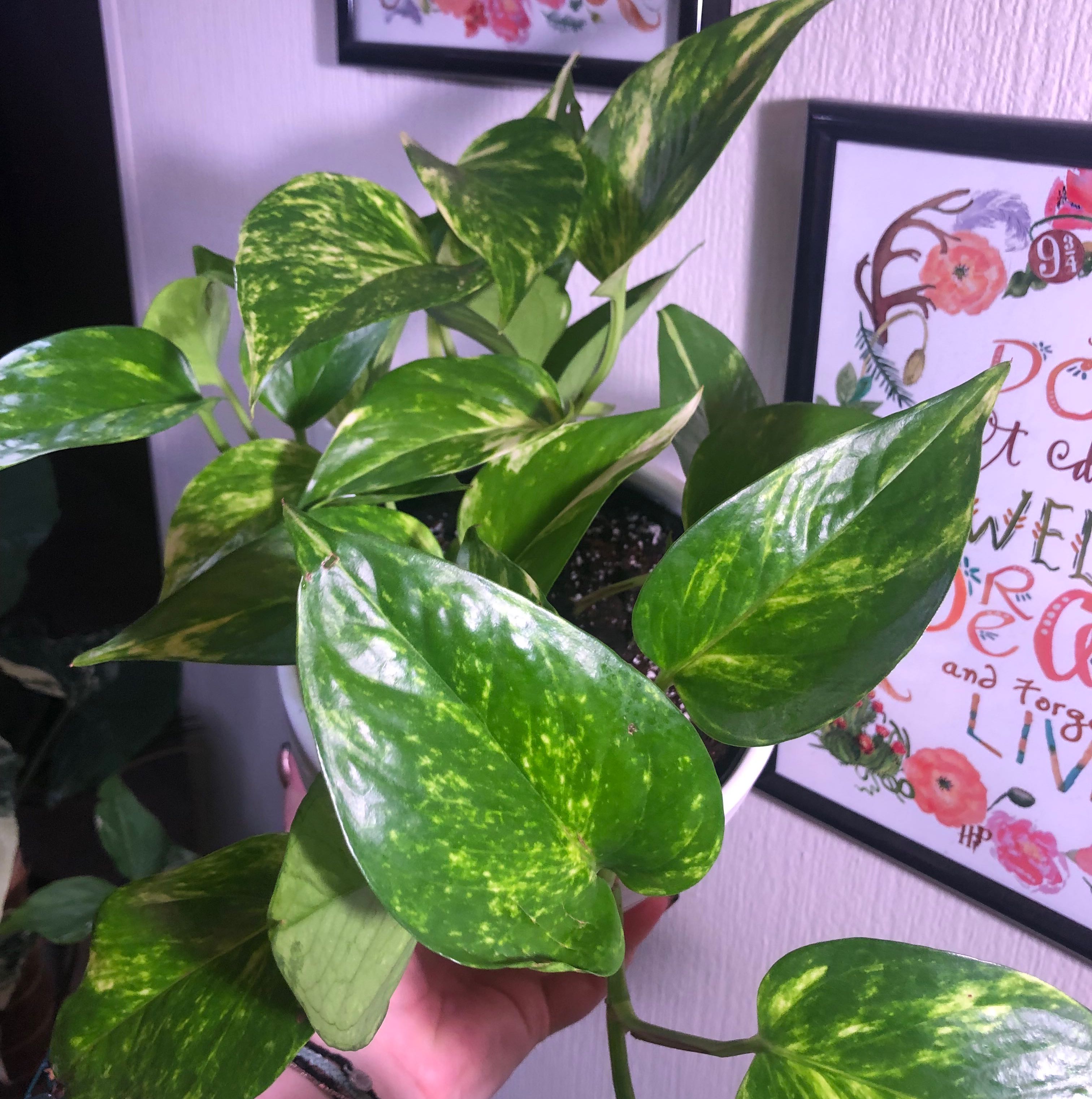 Healthy Hawaiian Pothos plant with vibrant green leaves and yellow variegation.
