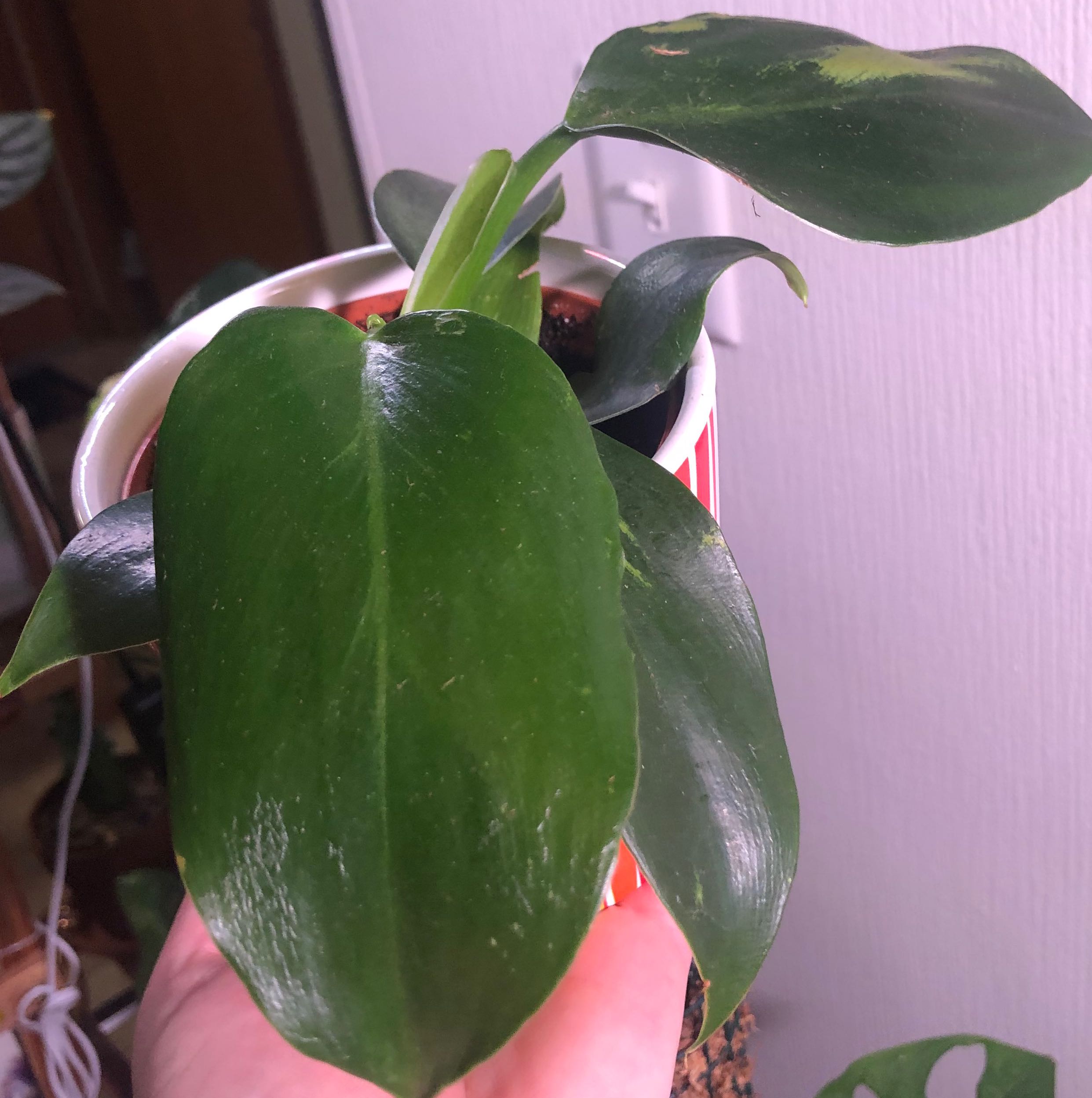 Philodendron 'White Wizard' plant with healthy green leaves held by a hand.