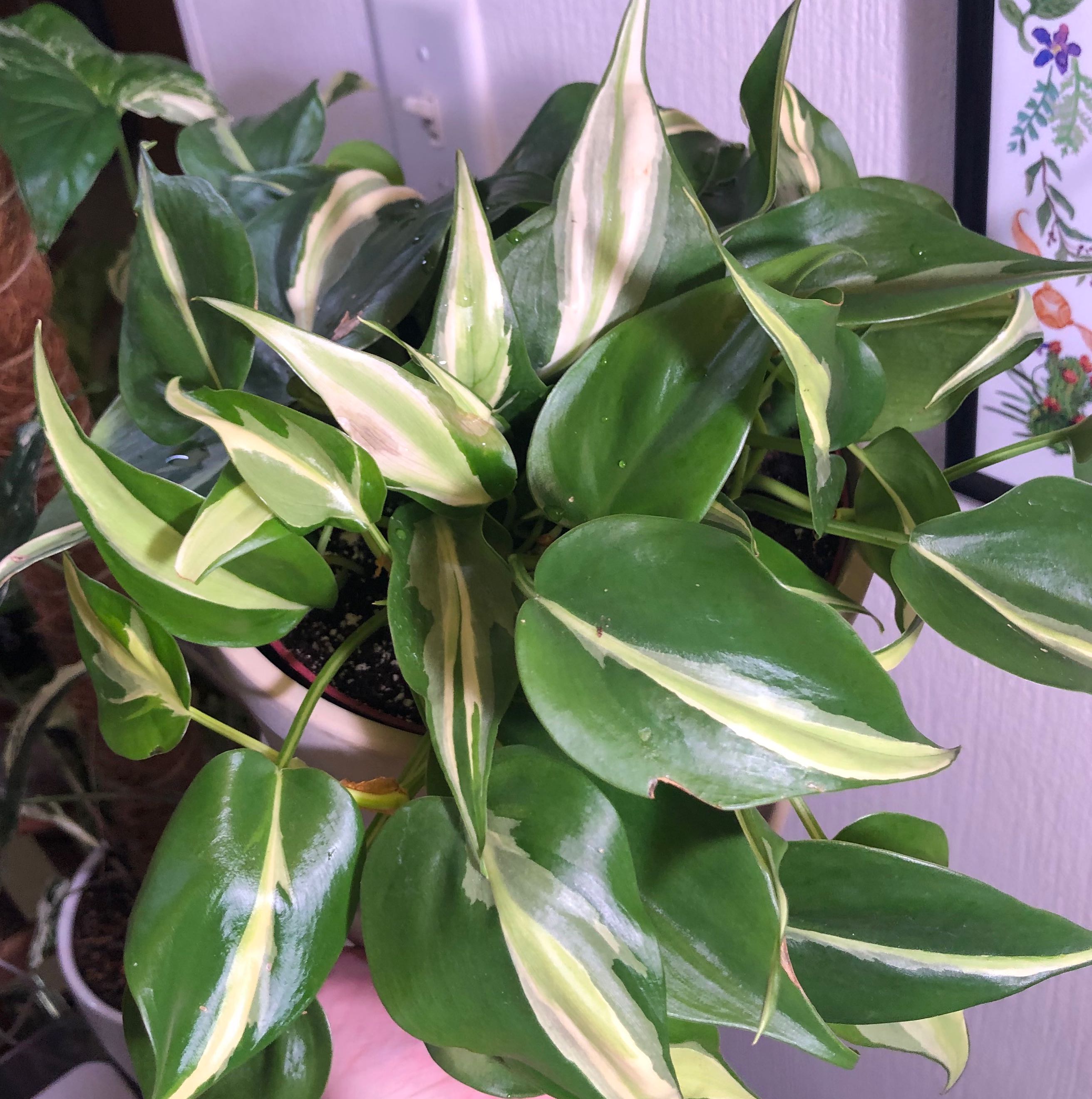 Silver Stripe Philodendron with variegated leaves, healthy appearance.