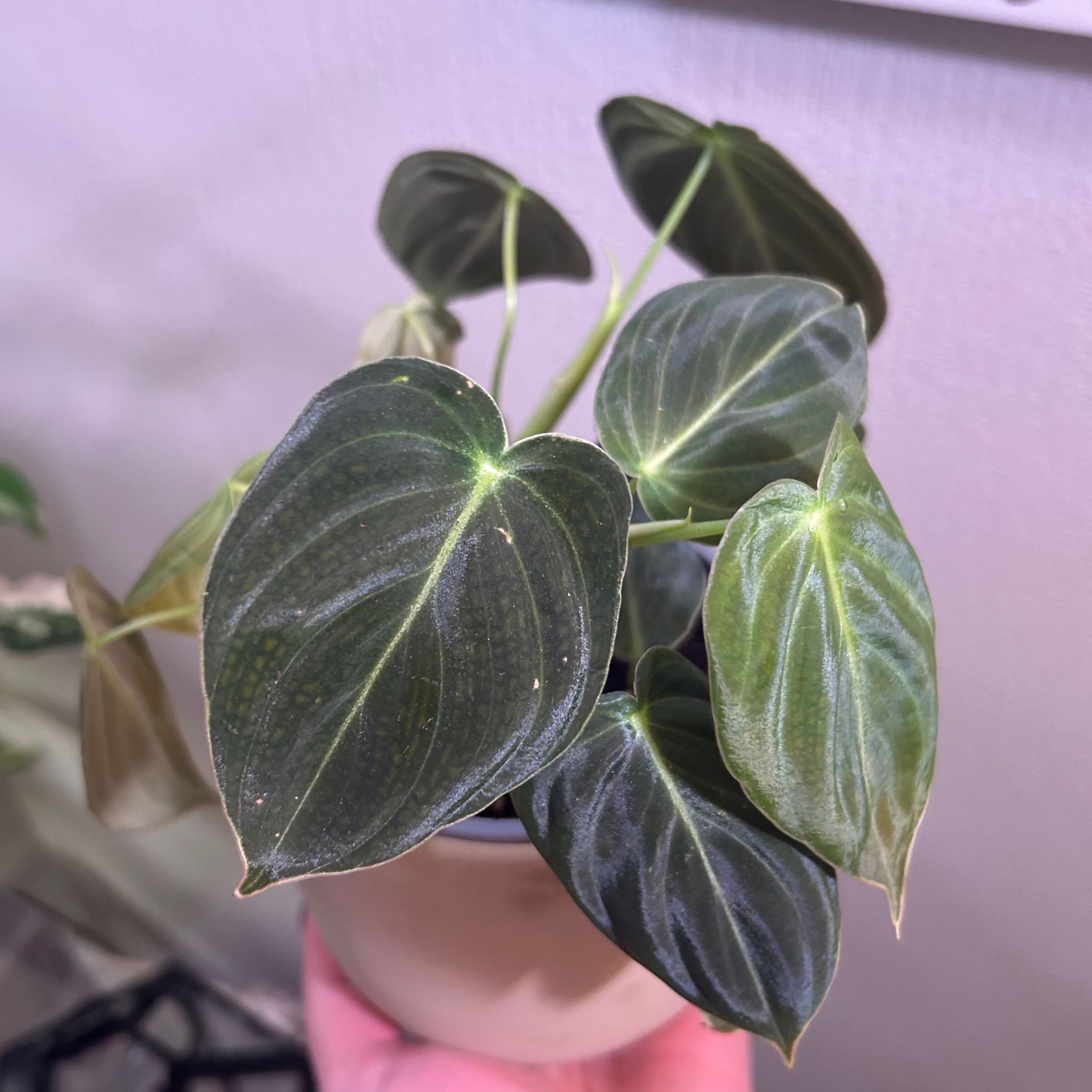 Black Gold Philodendron with dark green, heart-shaped leaves in a pot.