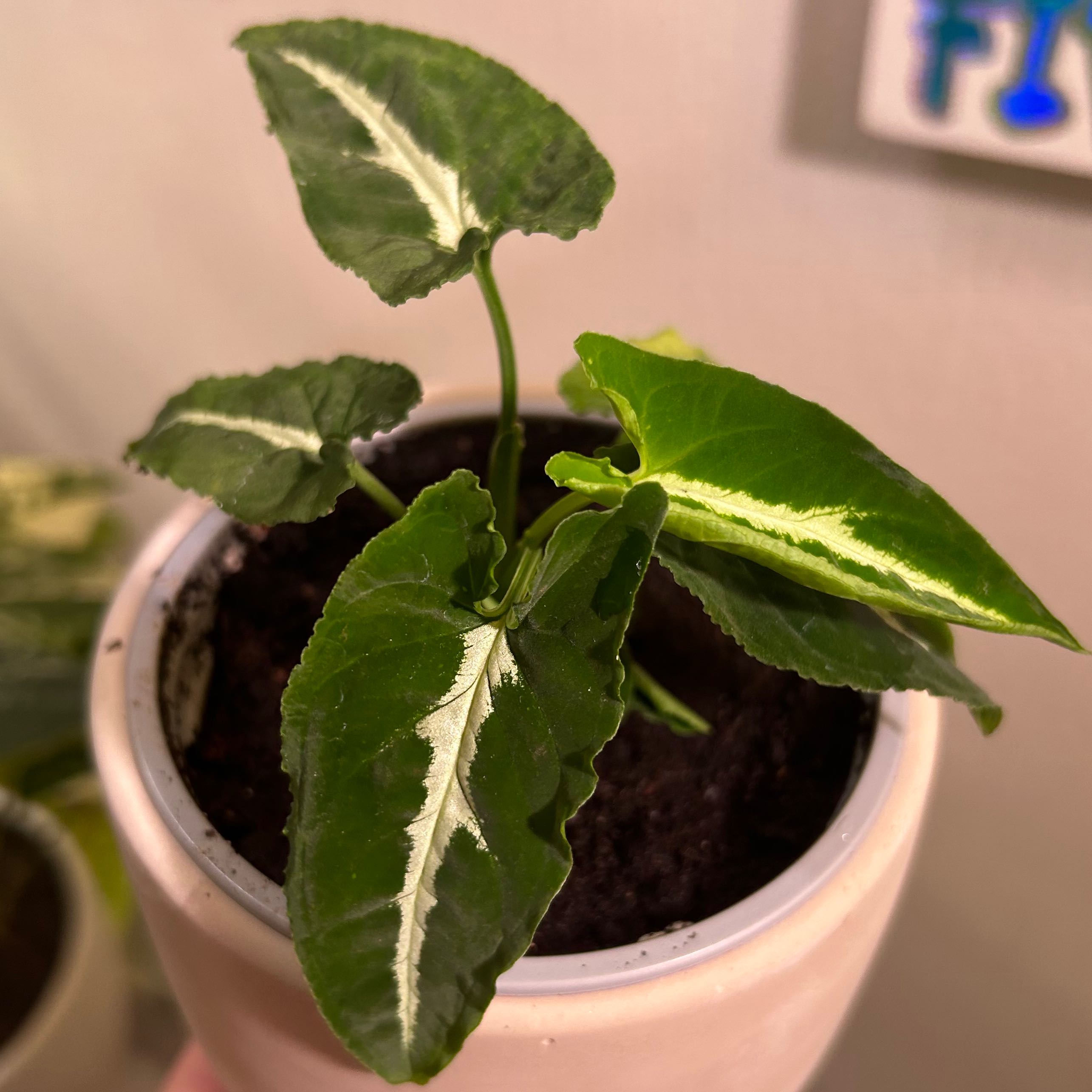 Syngonium wendlandii plant in a pot with healthy green leaves and visible soil.
