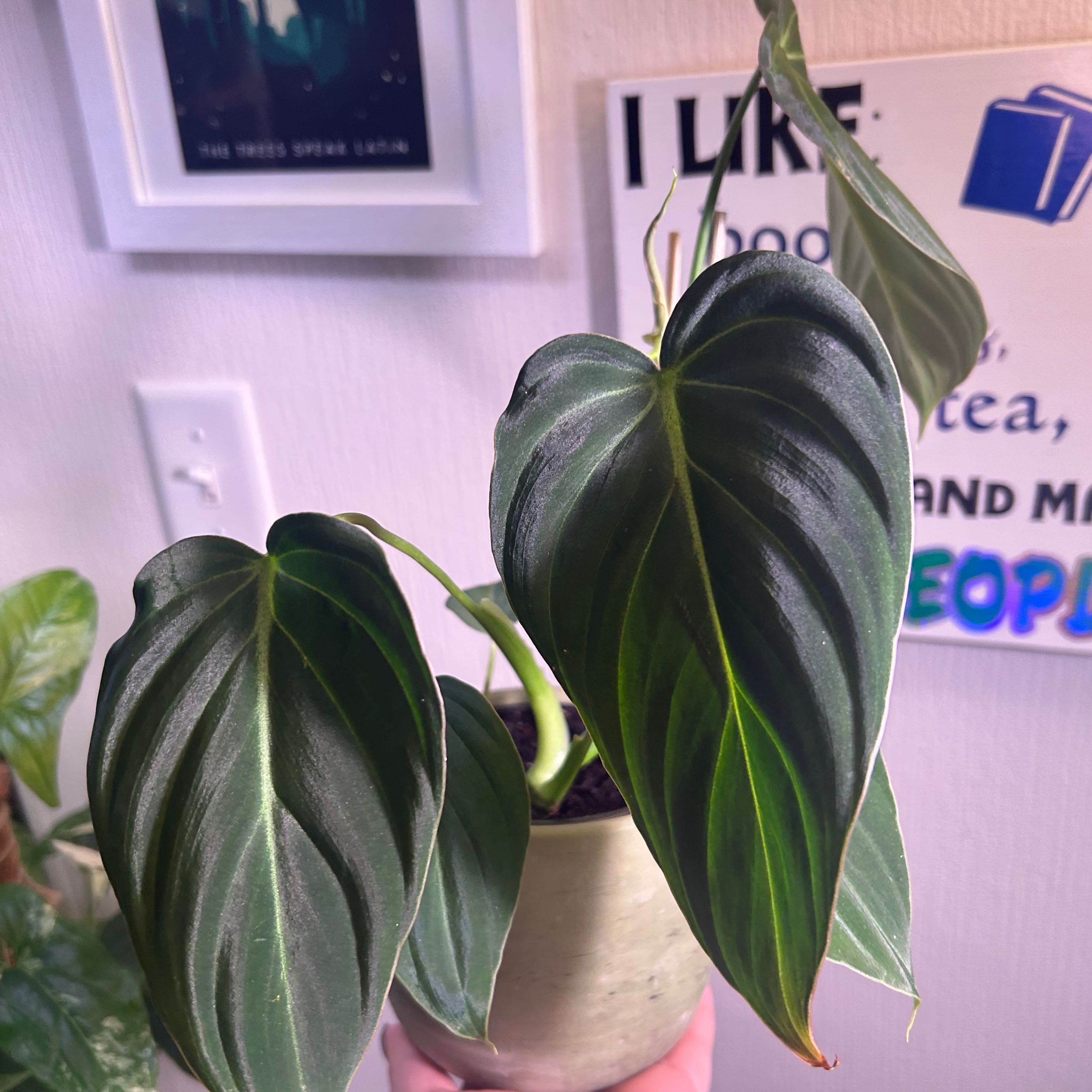 Philodendron gloriosum plant with large, dark green leaves and prominent white veins.
