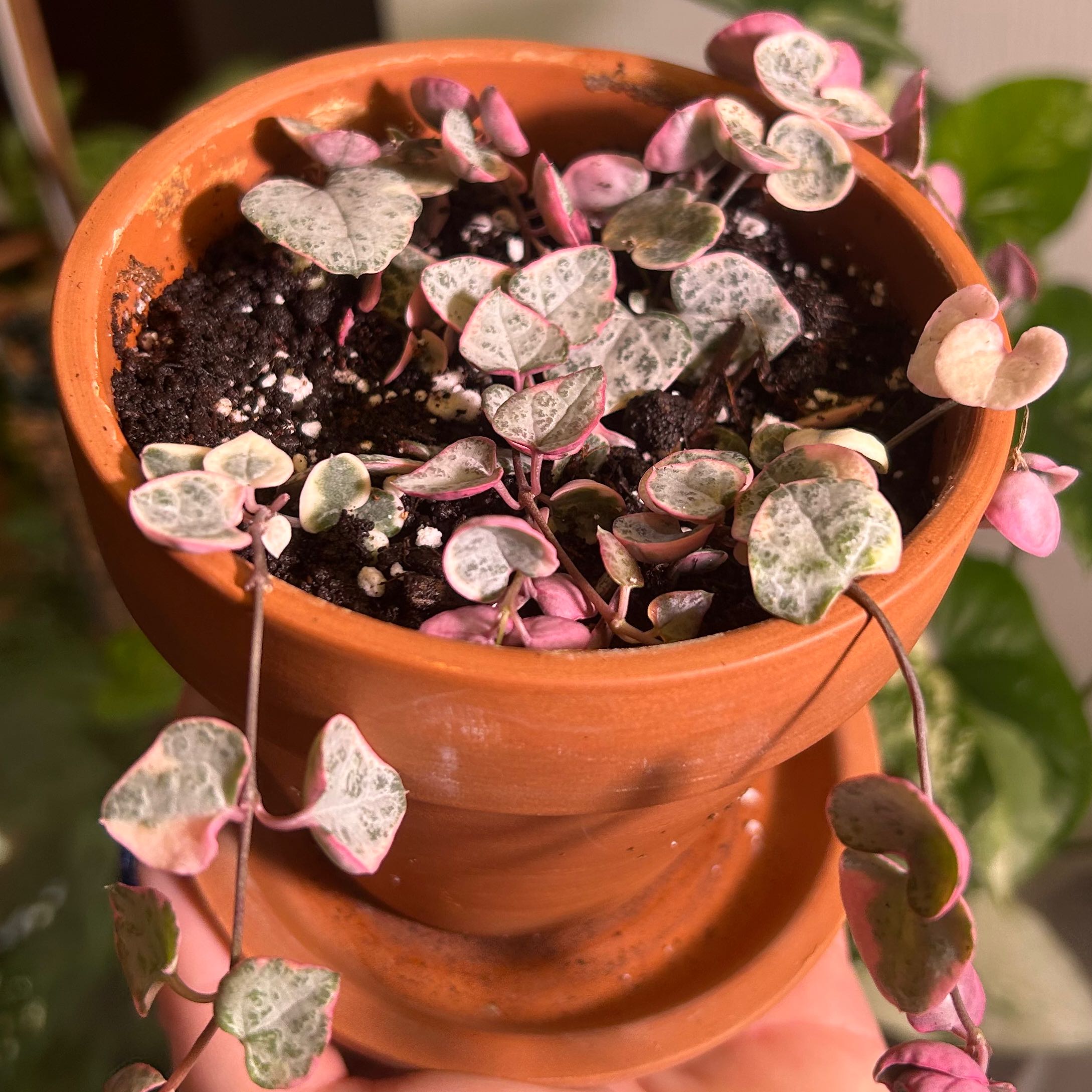 Variegated string of hearts plant in a terracotta pot with visible soil.