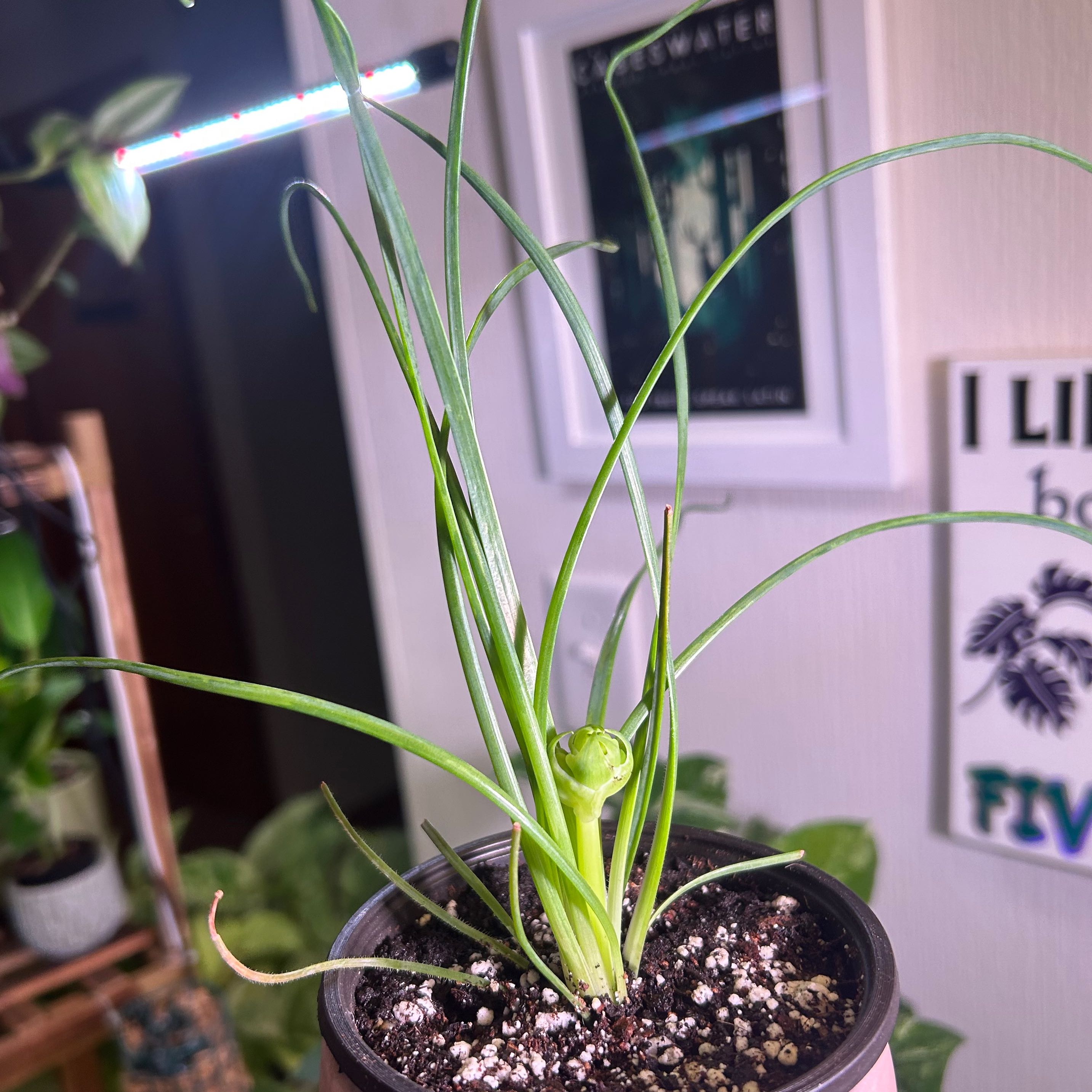 Potted Frizzle Sizzle plant with curly leaves and visible soil.