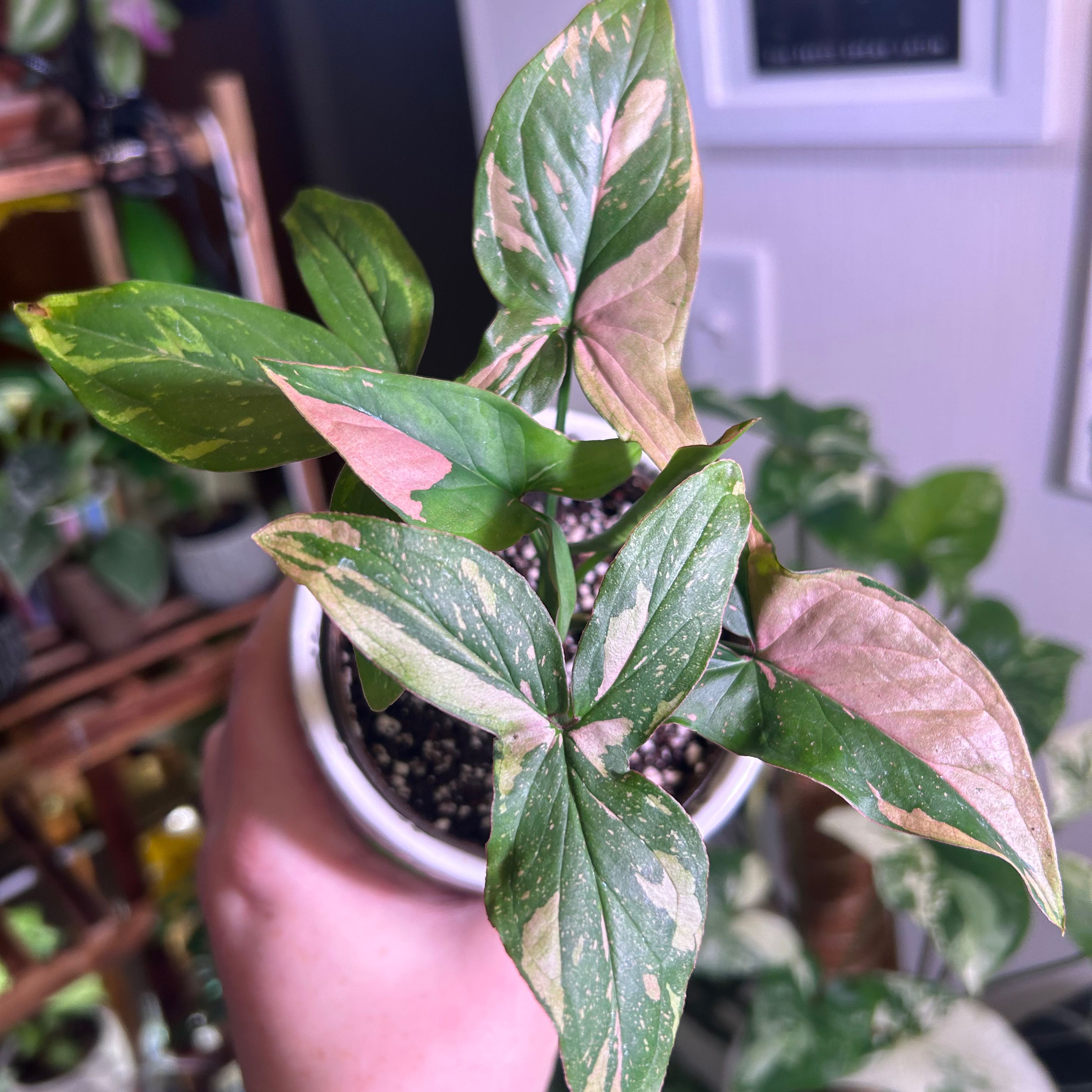 Pink Splash Arrowhead Vine with variegated leaves, some browning, potted indoors.