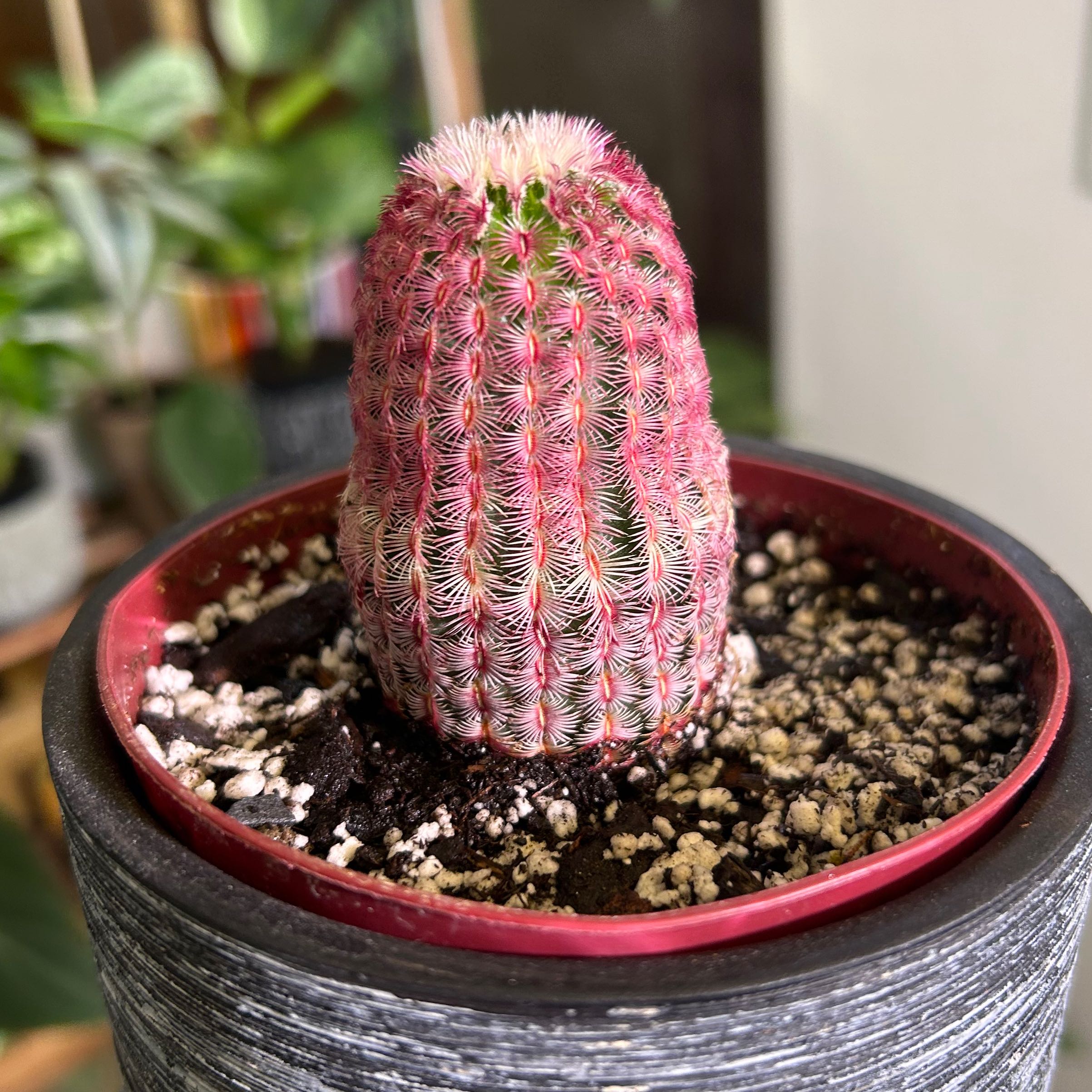 Arizona Rainbow Cactus in a pot with visible soil, vibrant colors, and no signs of disease.
