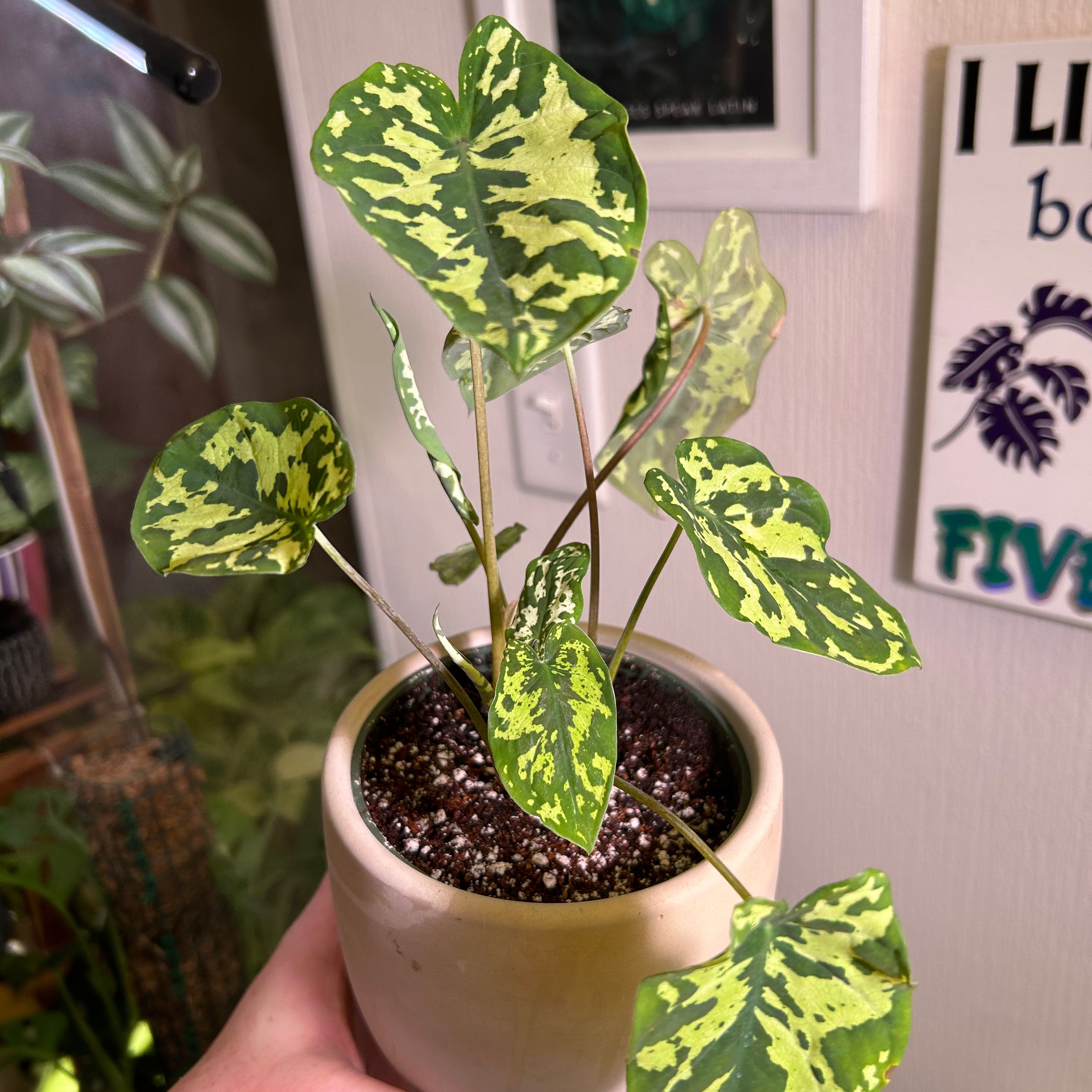 Caladium Hilo Beauty plant in a pot with vibrant green and yellow variegated leaves.