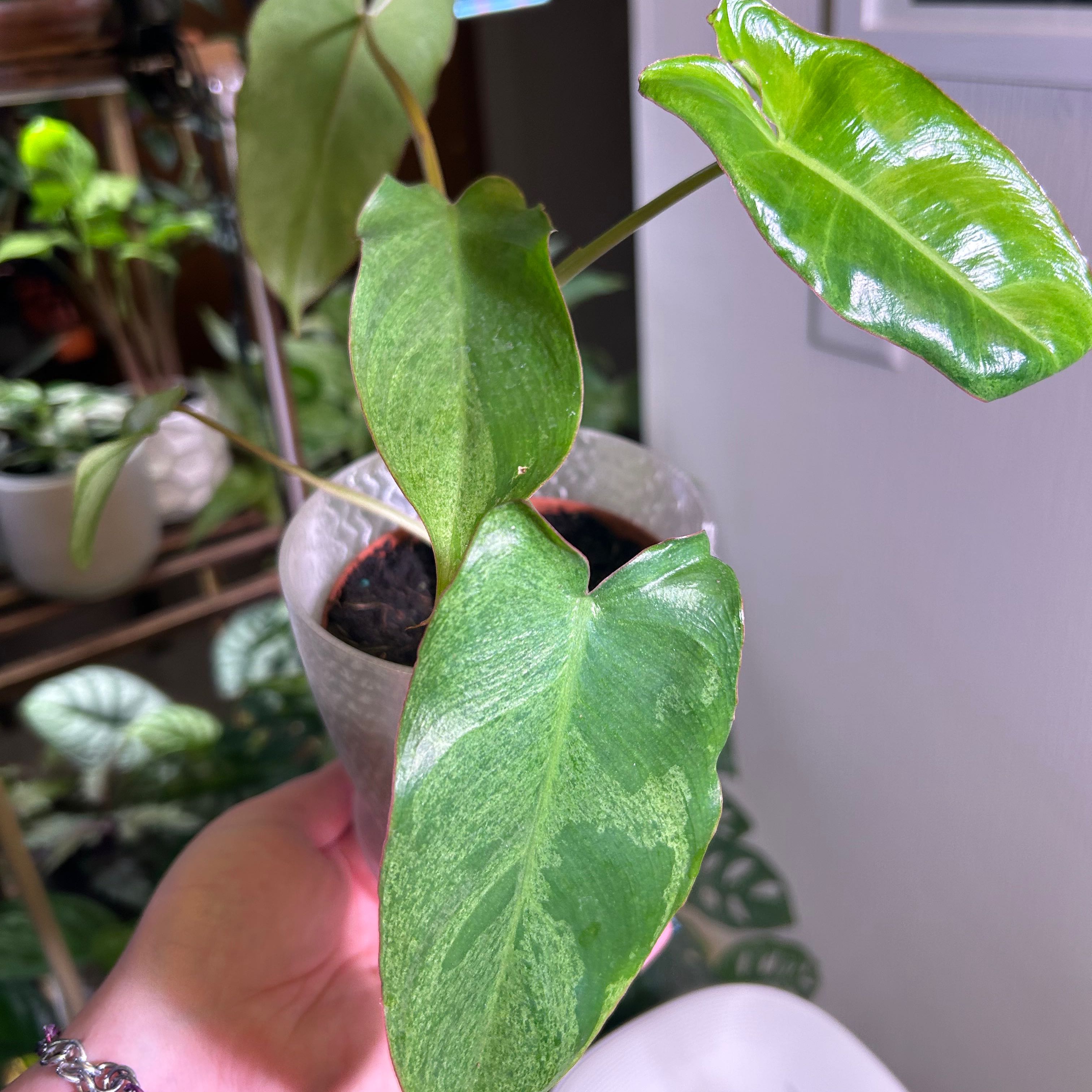 Paraiso Verde Philodendron plant with healthy green leaves in a pot, held by a hand.