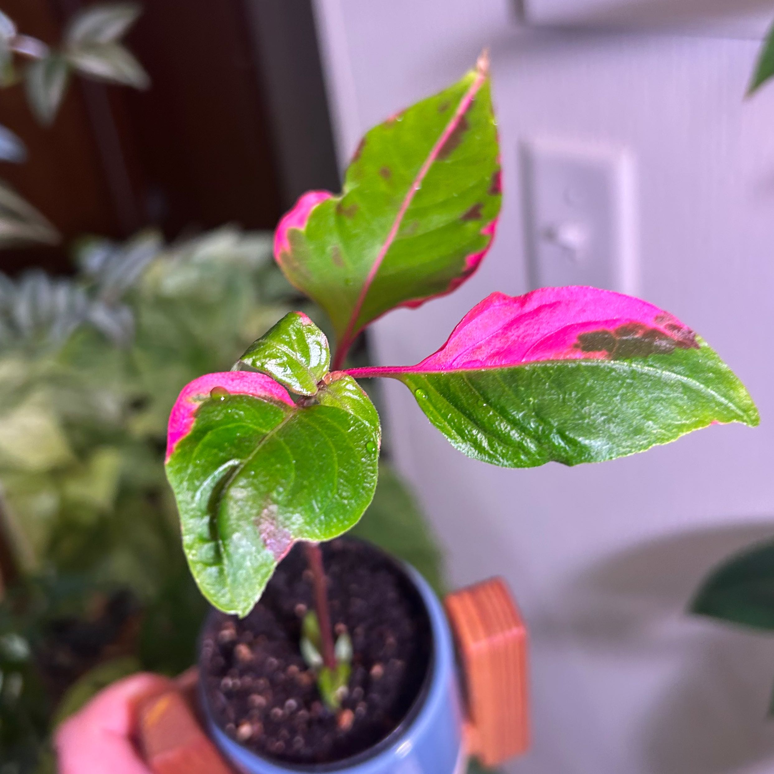 Party Time Alternanthera plant with green and pink leaves, minor browning and black spots, potted with visible soil.