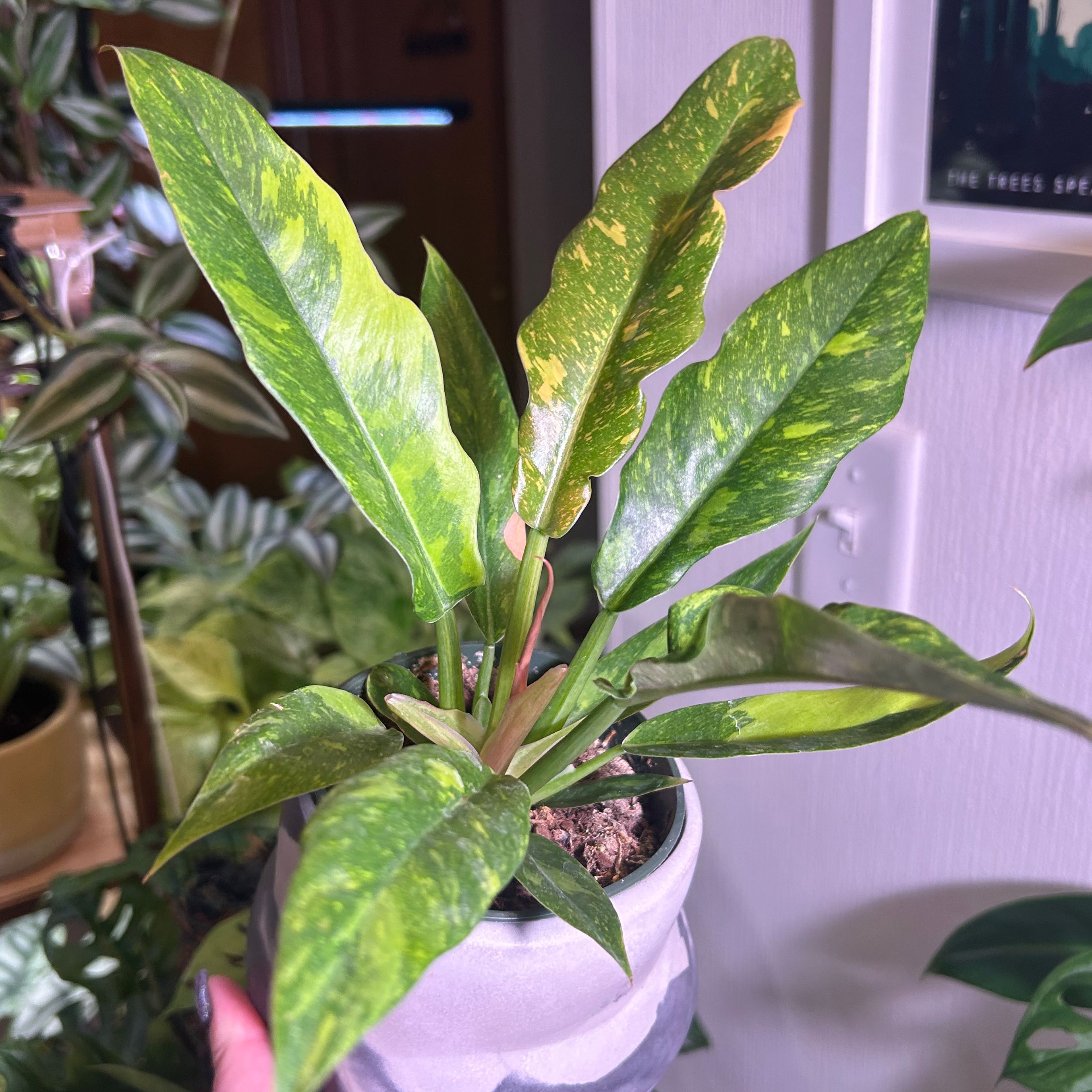 Philodendron 'Ring of Fire' plant in a small pot with vibrant green leaves and some variegation.