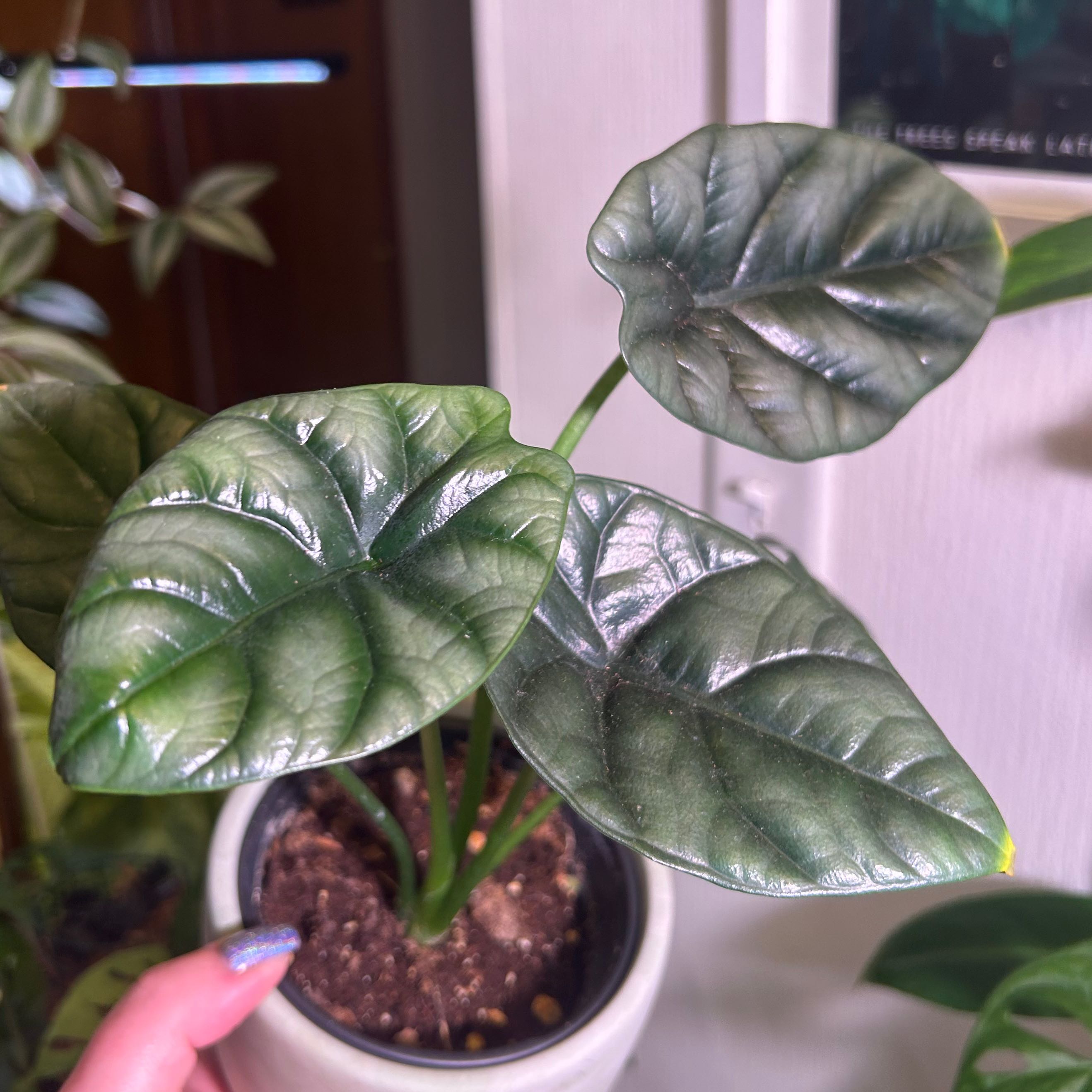 Healthy Jewel Alocasia plant with dark green, glossy leaves in a pot.