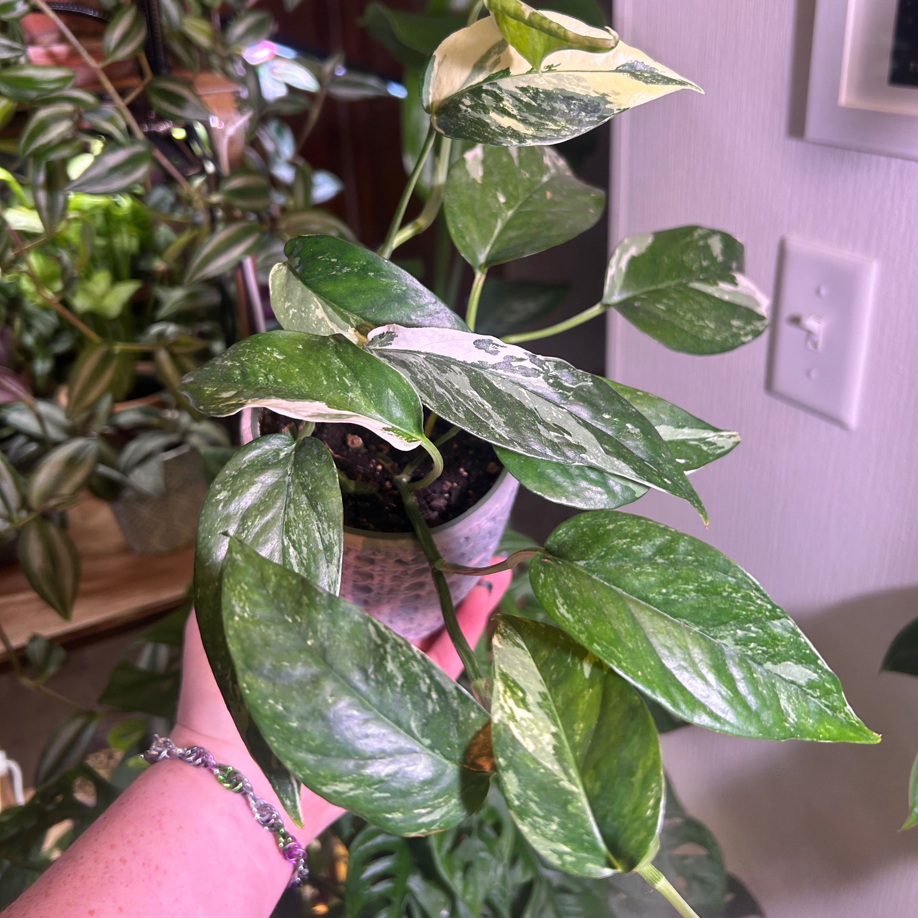 Variegated Albo Epipremnum Pinnatum plant with green and white leaves, held by a hand.