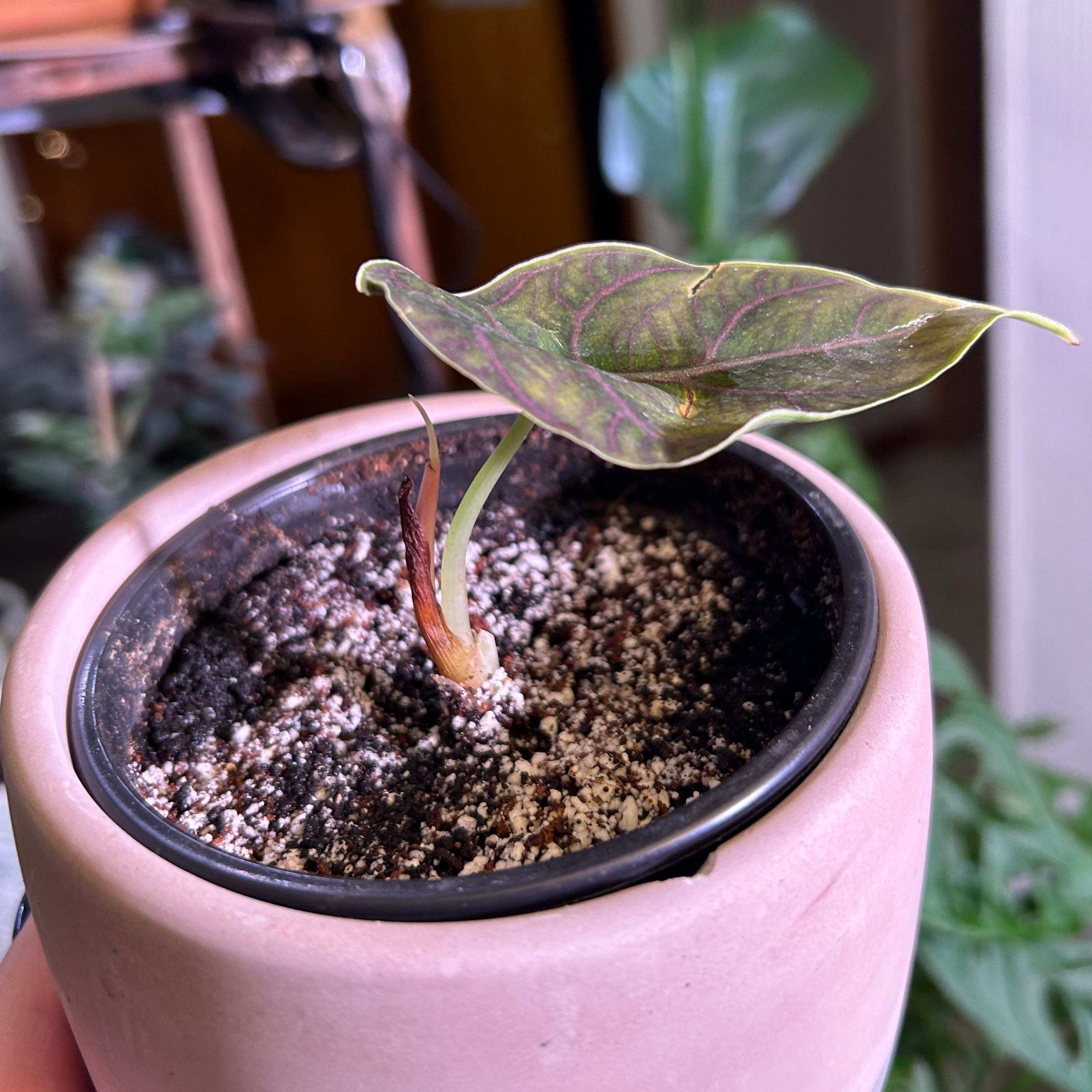 Potted Red Mambo plant with a single leaf showing discoloration. Soil is visible.