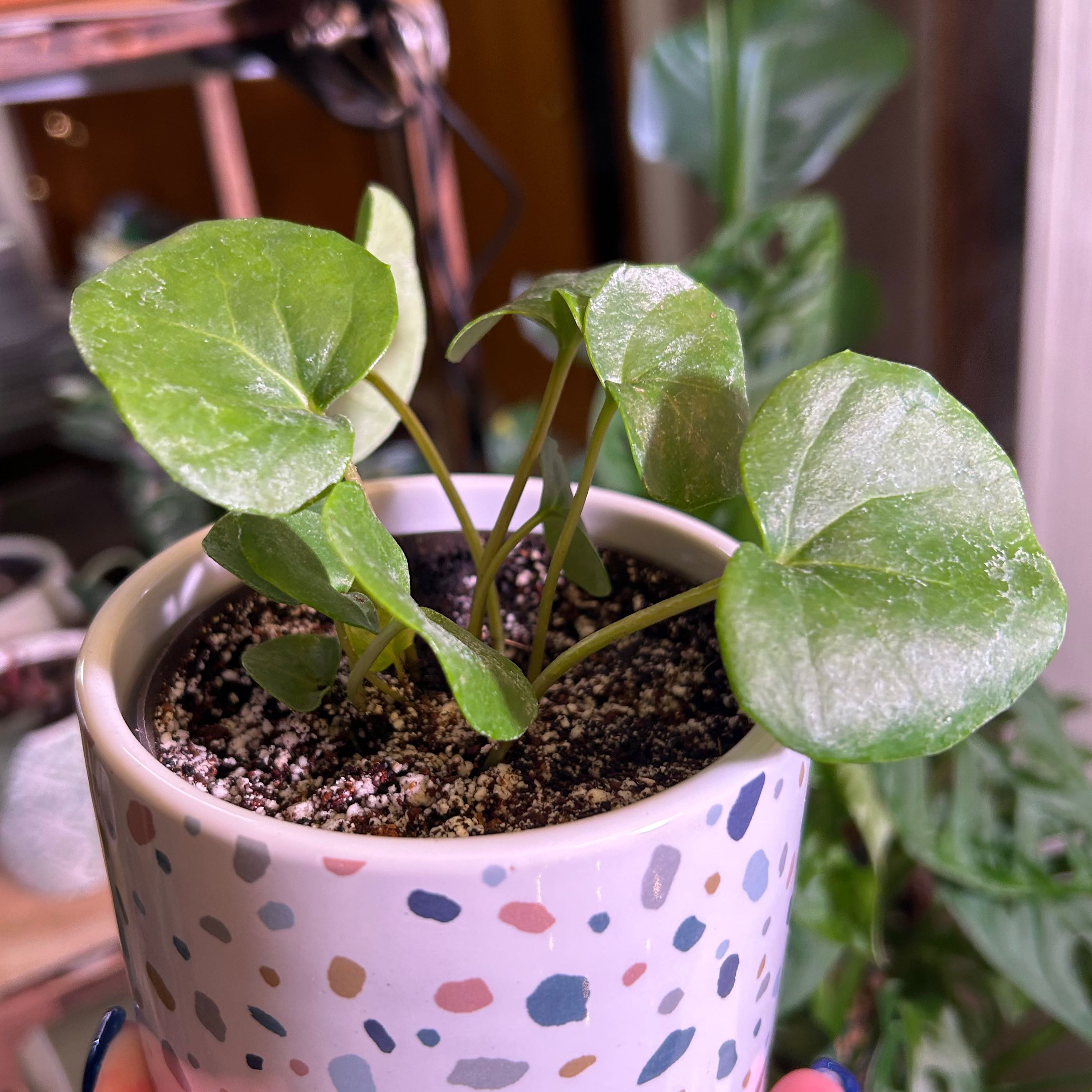 How to Care for Tractor Seat Plant Mastering Water, Sunlight & More