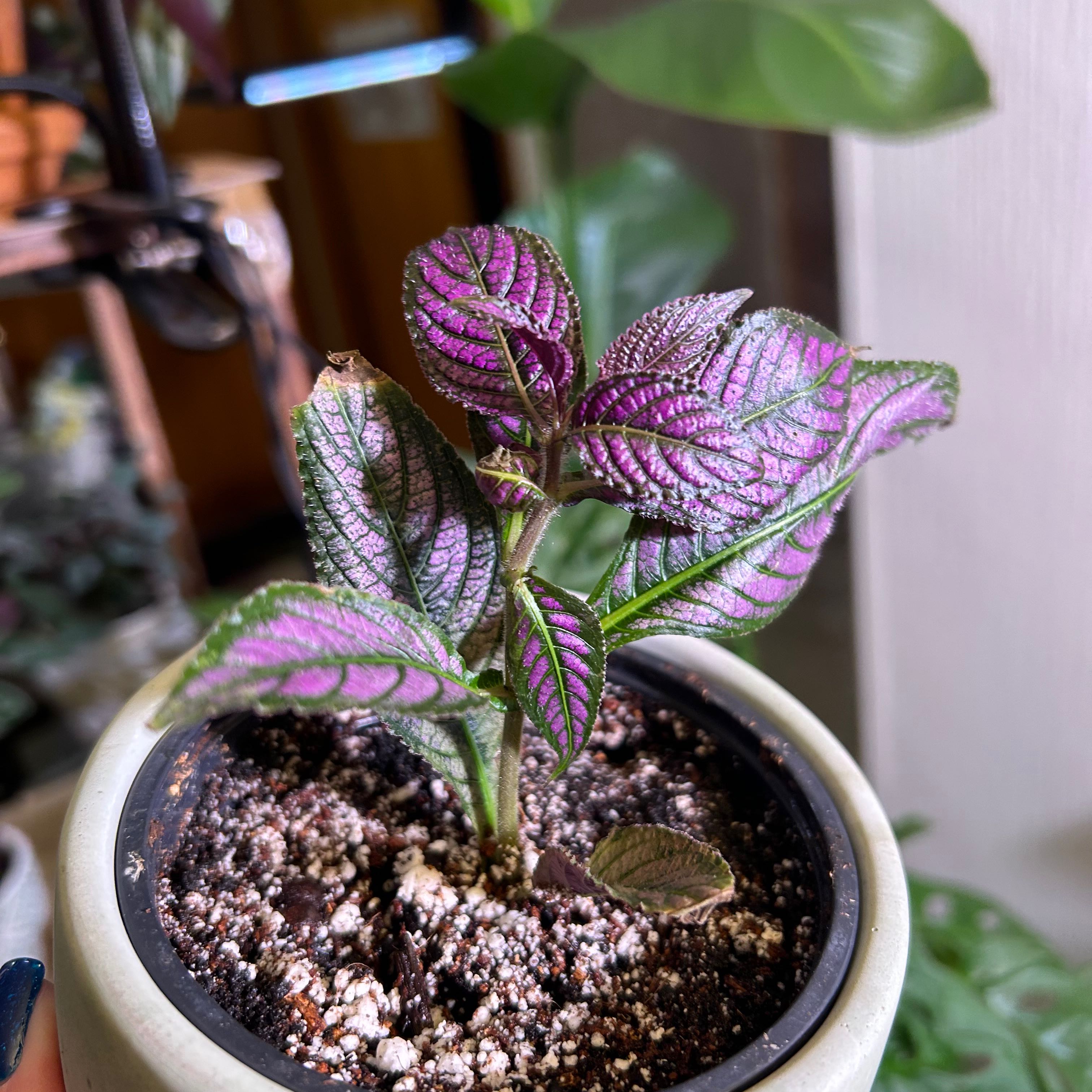 Persian Shield plant in a pot with vibrant purple and green leaves, visible soil.