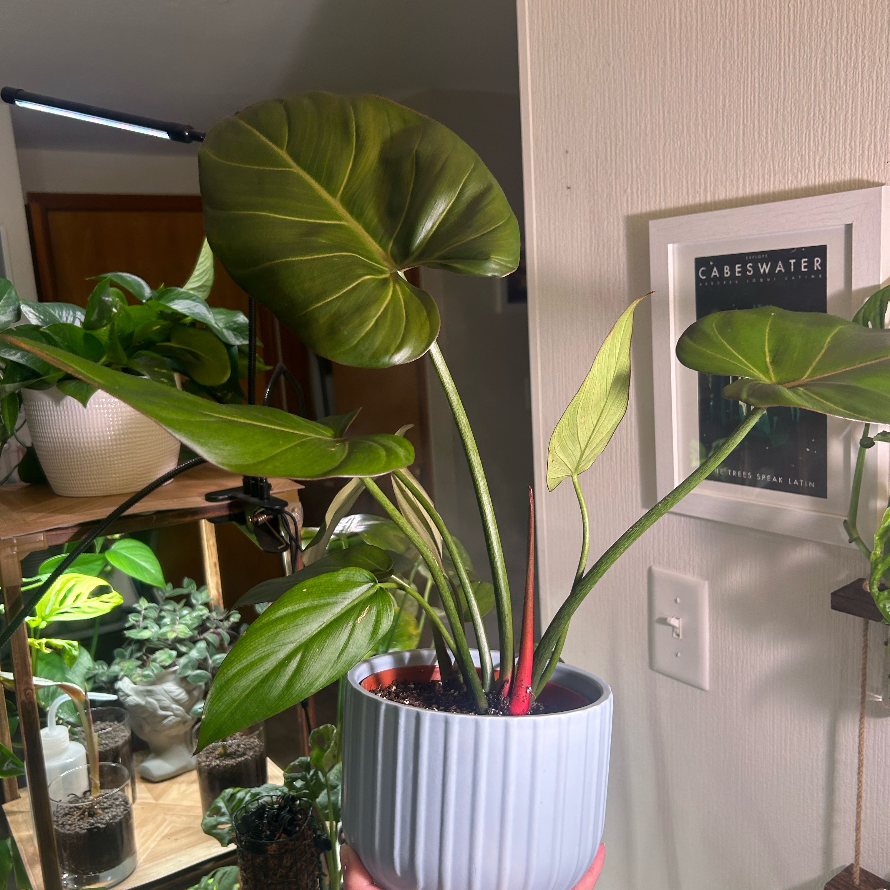 Philodendron 'Summer Glory' plant in a pot with vibrant green leaves, well-framed and in focus.